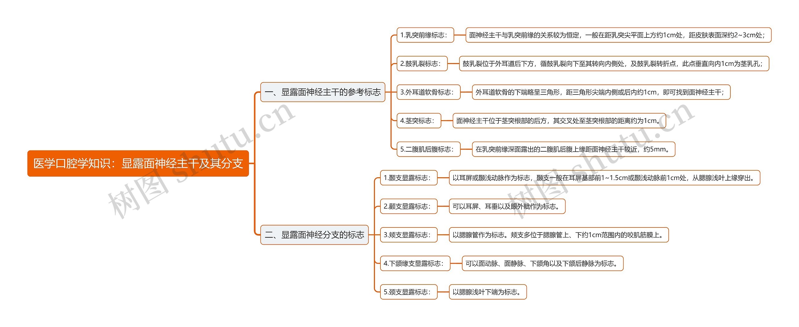 医学口腔学知识：显露面神经主干及其分支思维导图