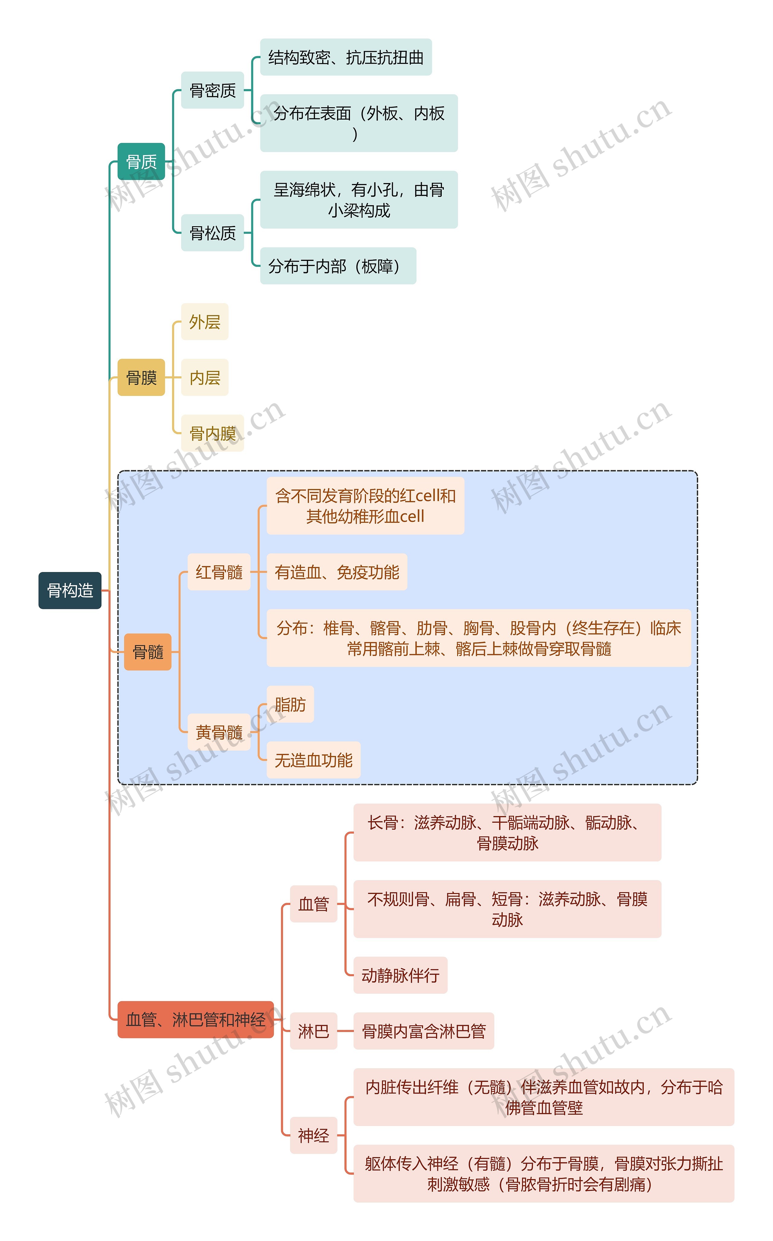 骨学知识骨构造思维导图