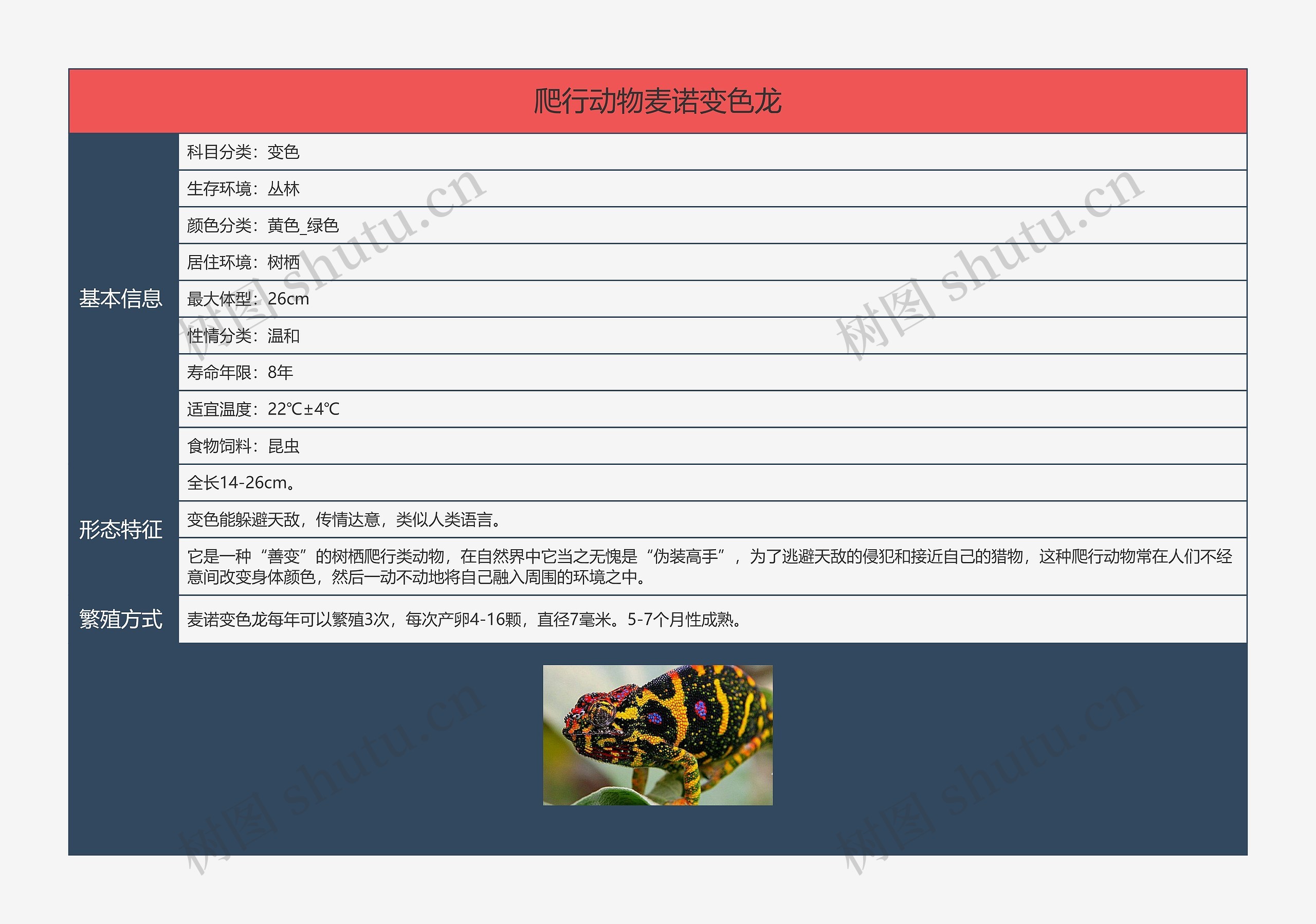 爬行动物麦诺变色龙思维导图