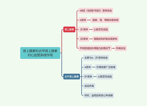 医学知识肾上腺素和去甲肾上腺素对心血管系统作用思维导图