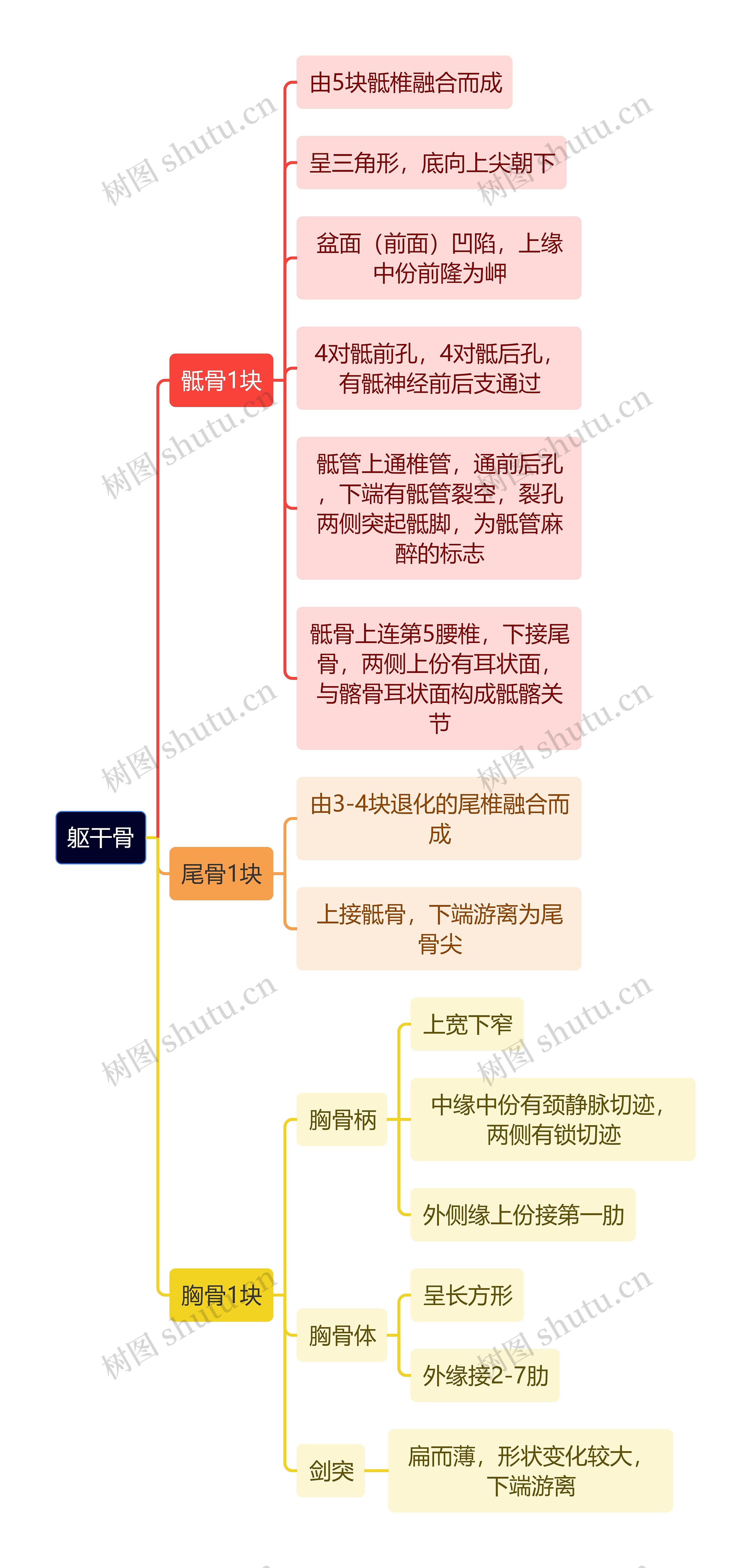 解剖学知识躯干骨思维导图