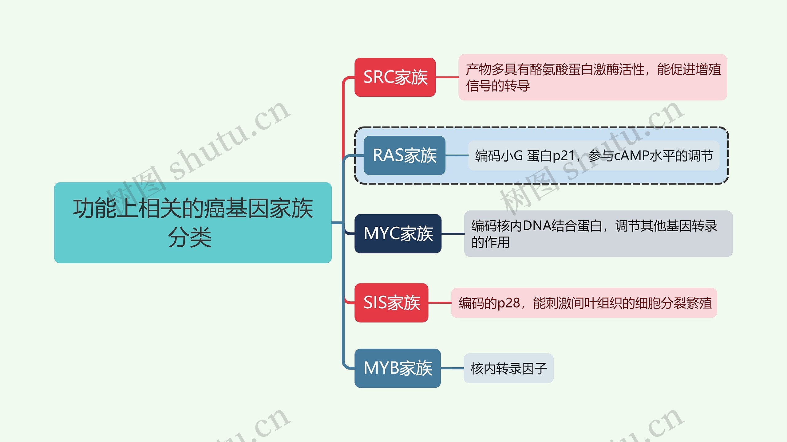 医学知识功能上相关的癌基因家族分类思维导图