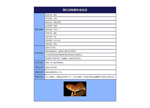 爬行动物犀牛变色龙