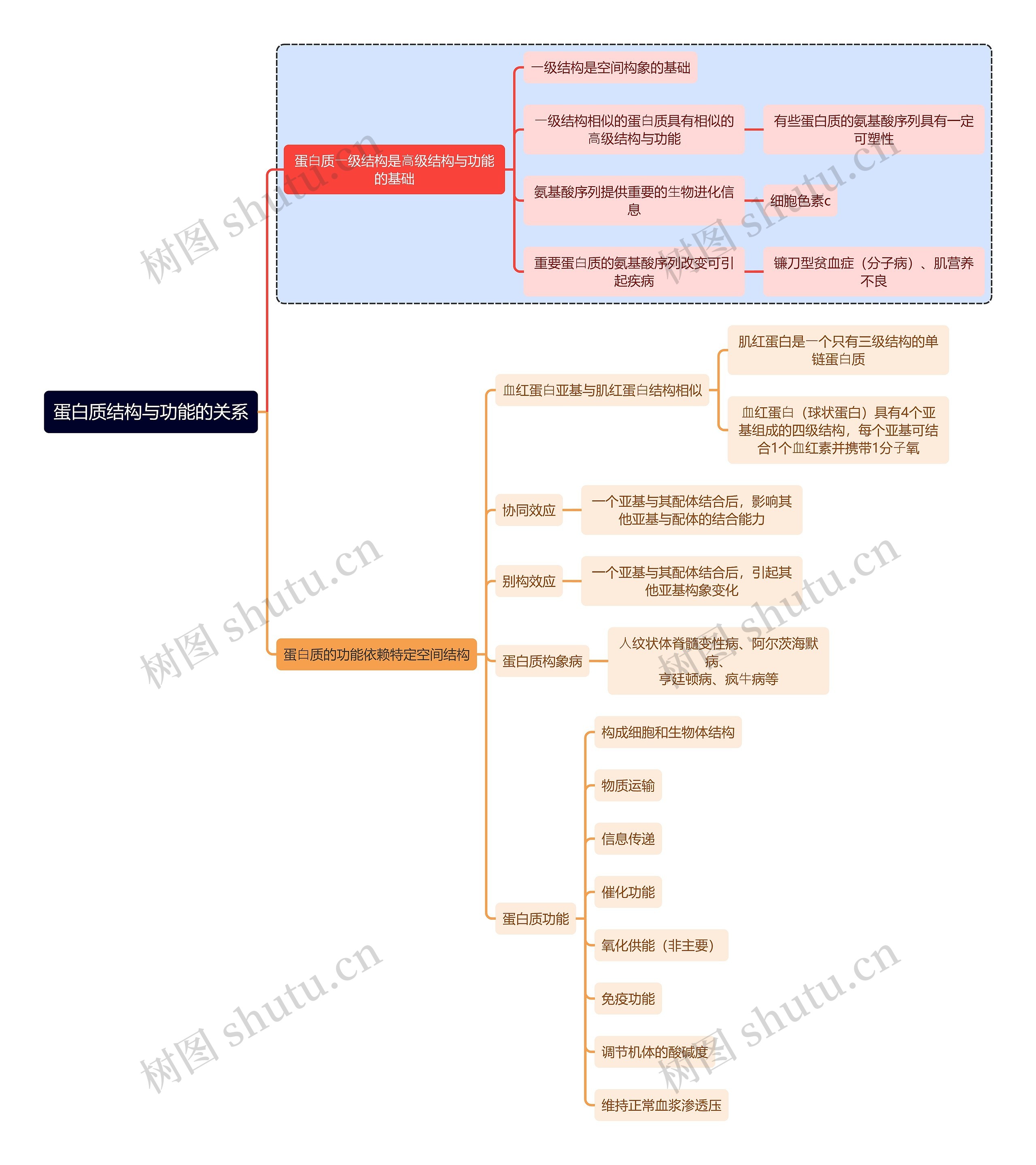 医学知识蛋白质结构与功能的关系思维导图