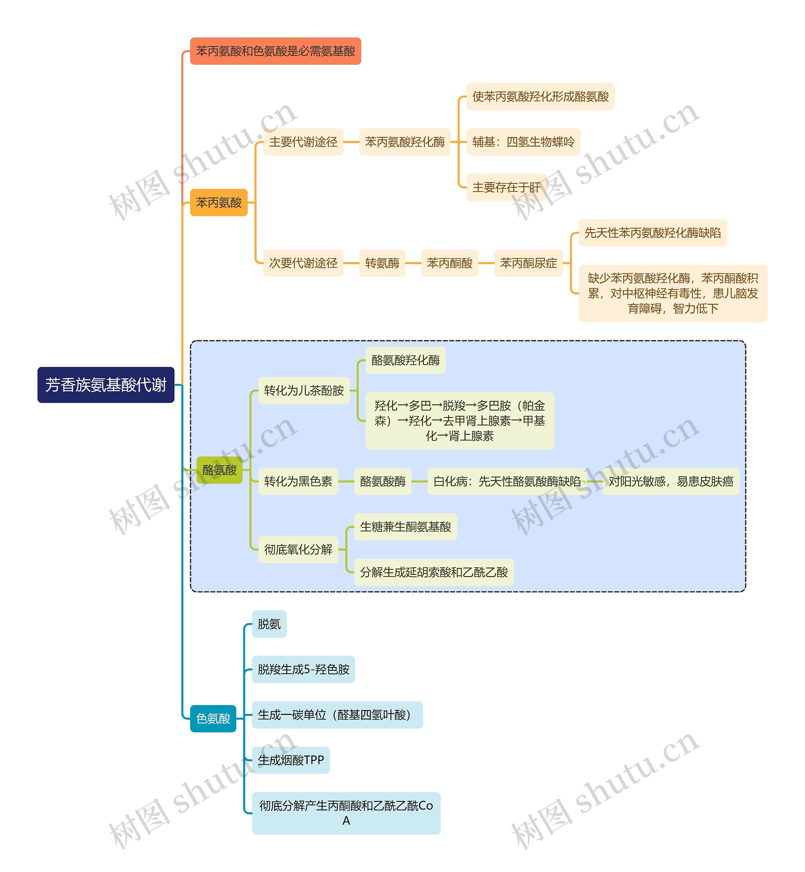 医学知识芳香族氨基酸代谢思维导图