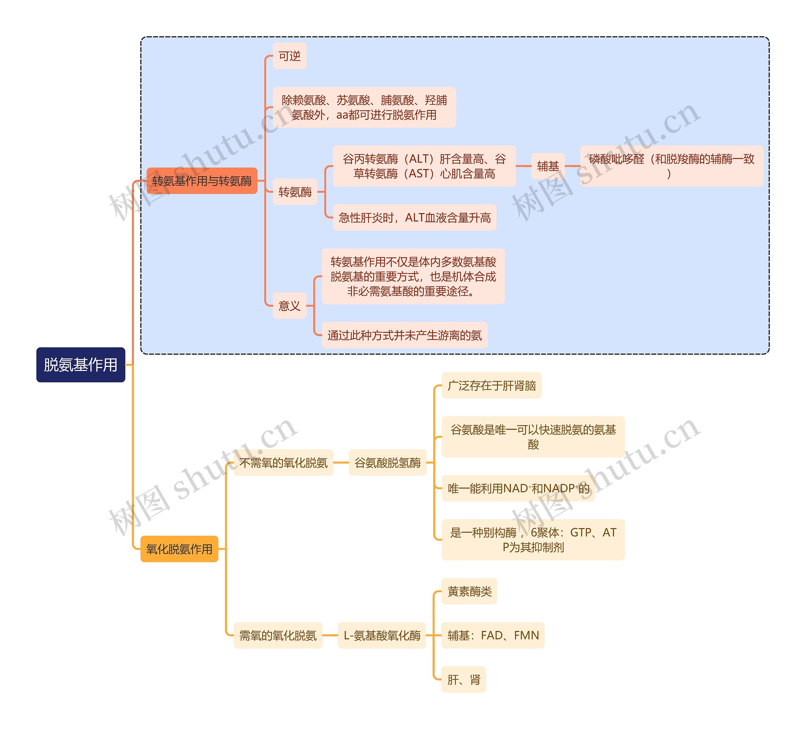 医学知识脱氨基作用思维导图