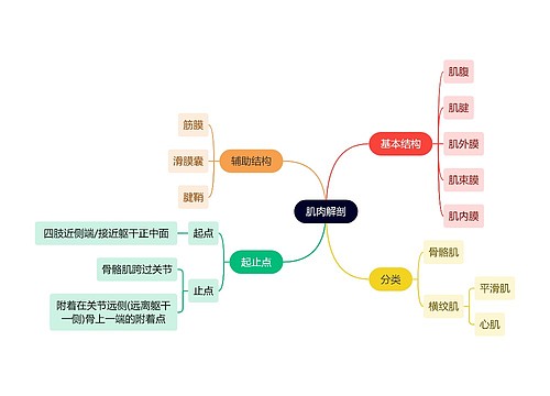 解剖学知识肌肉解剖思维导图