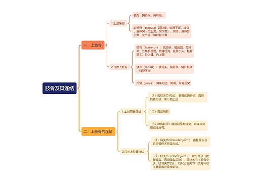 肢骨及其连结思维导图