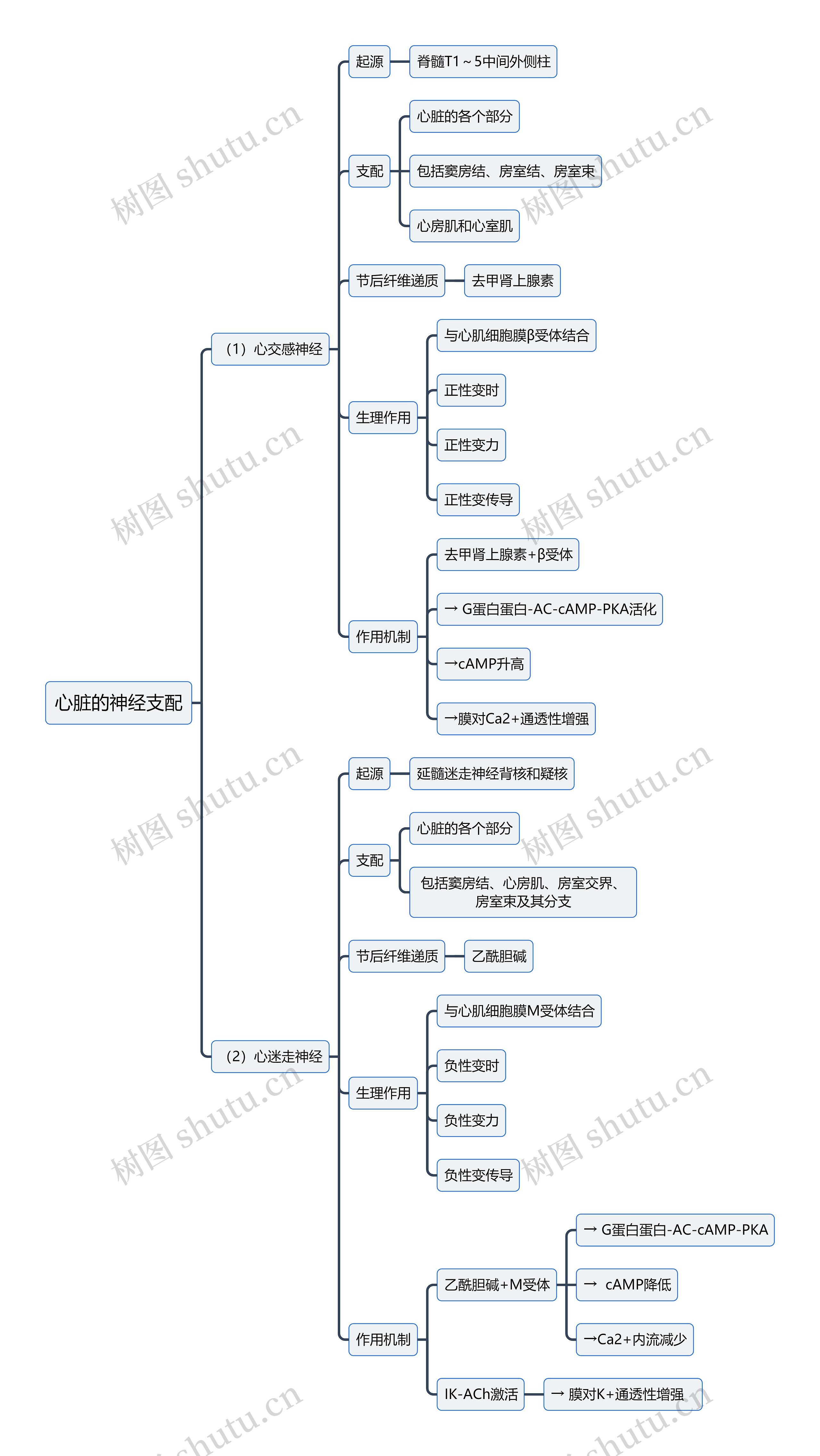 医学知识心脏的神经支配思维导图