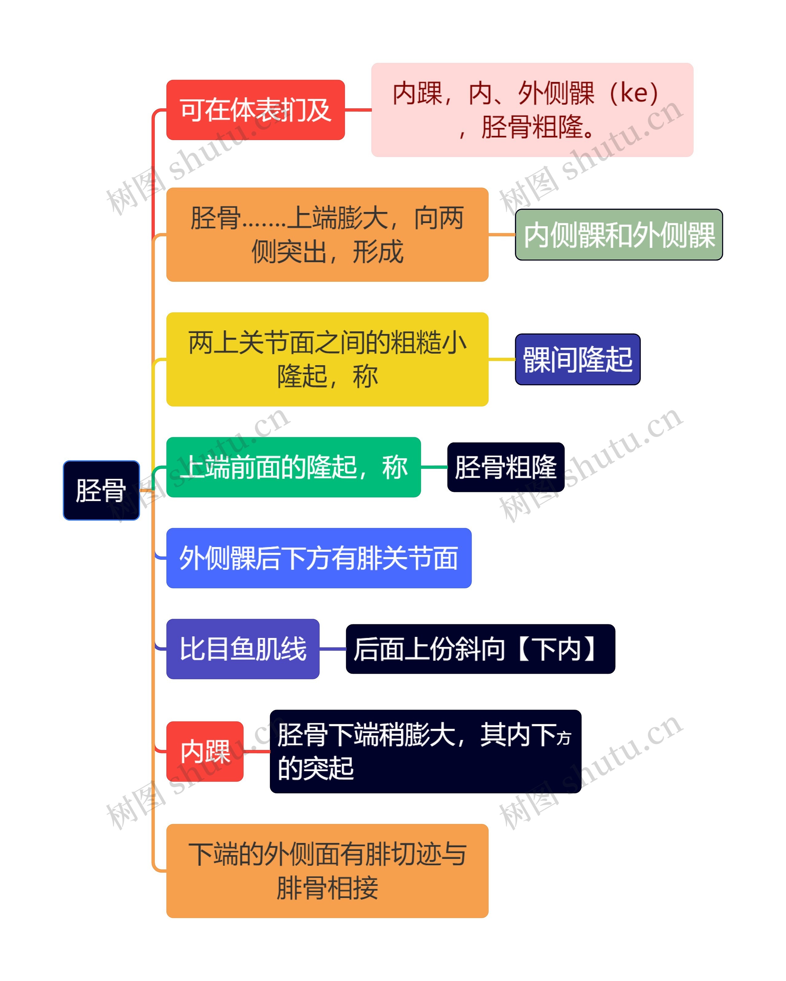 医学知识胫骨思维导图