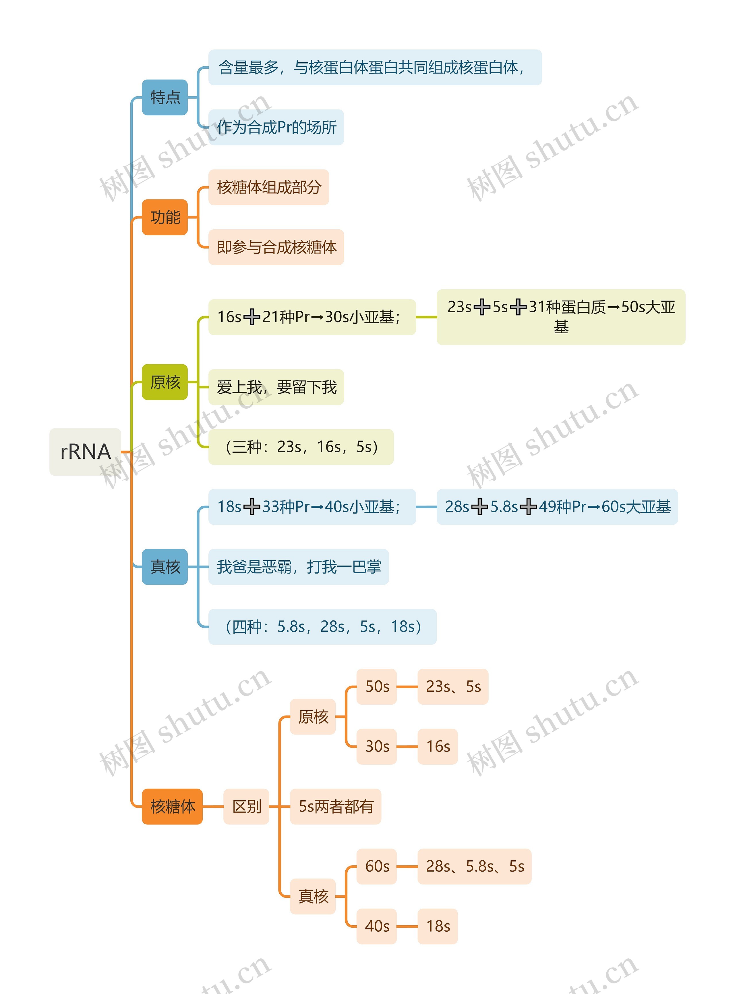 生化-rRNA-思维导图