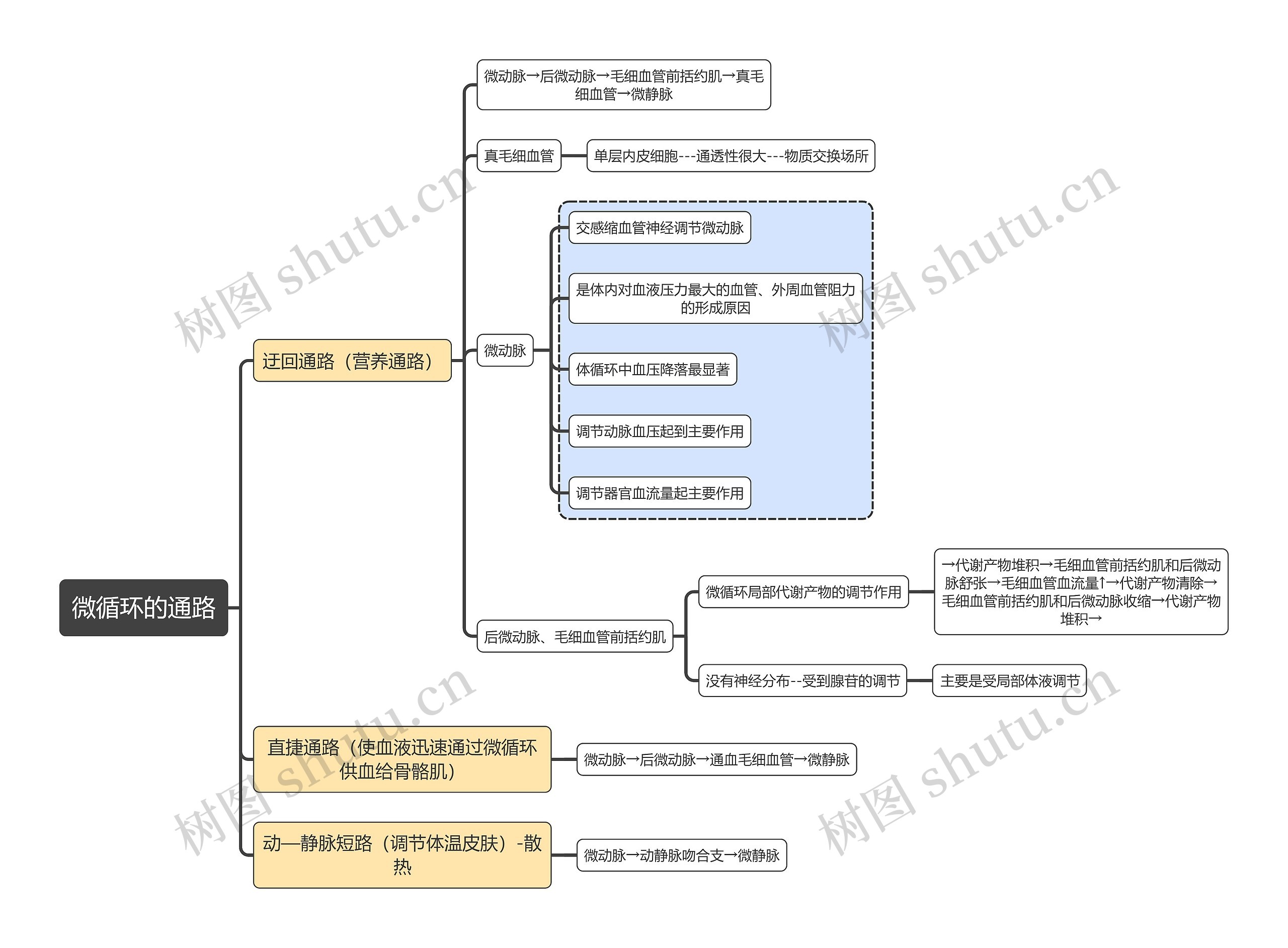 医学知识微循环的通路思维导图