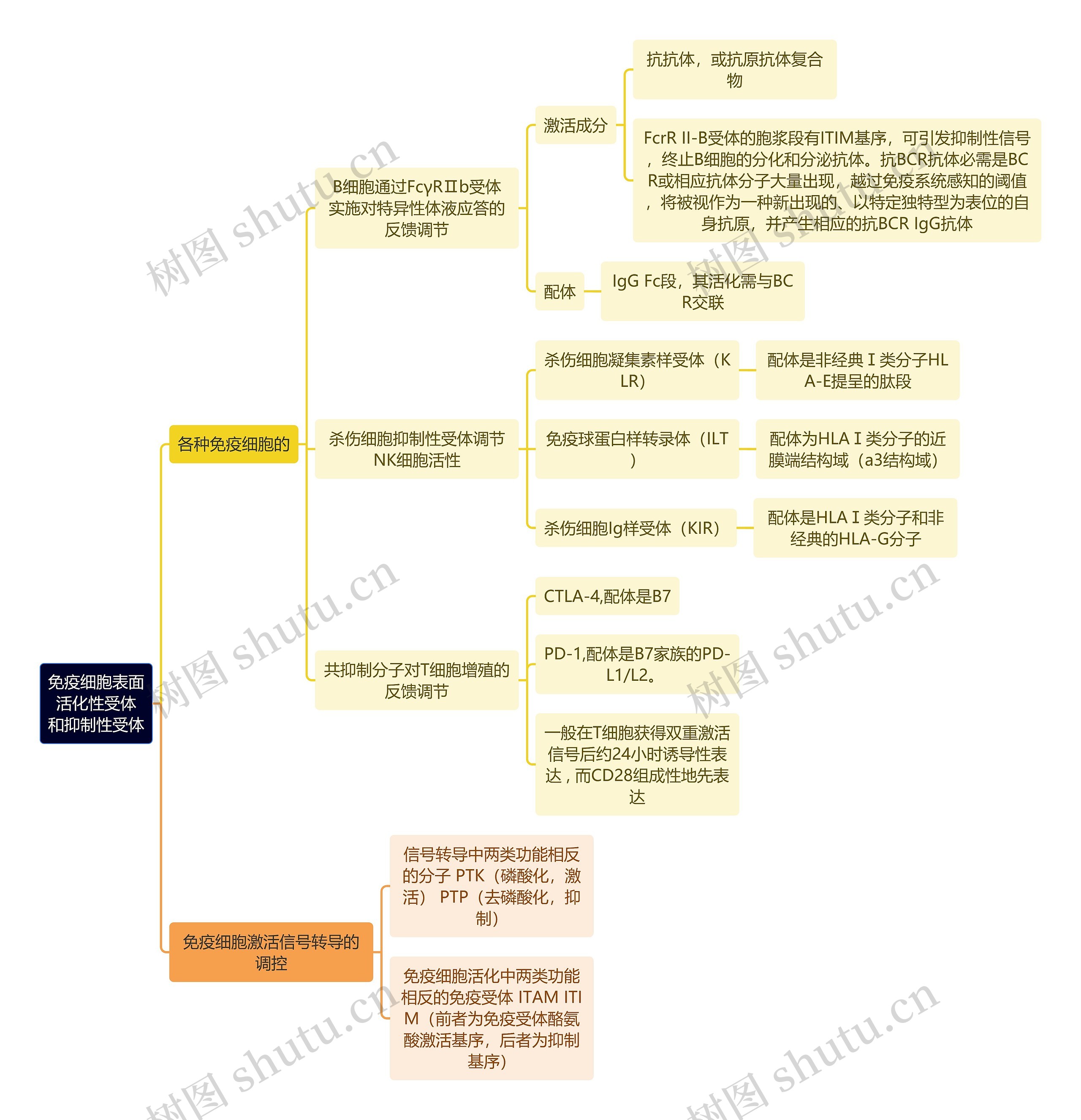 医学知识免疫细胞表面活化性受体和抑制性受体思维导图