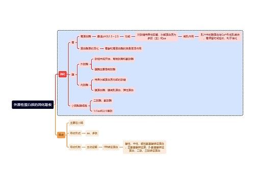 医学知识外源性蛋白质的消化吸收思维导图