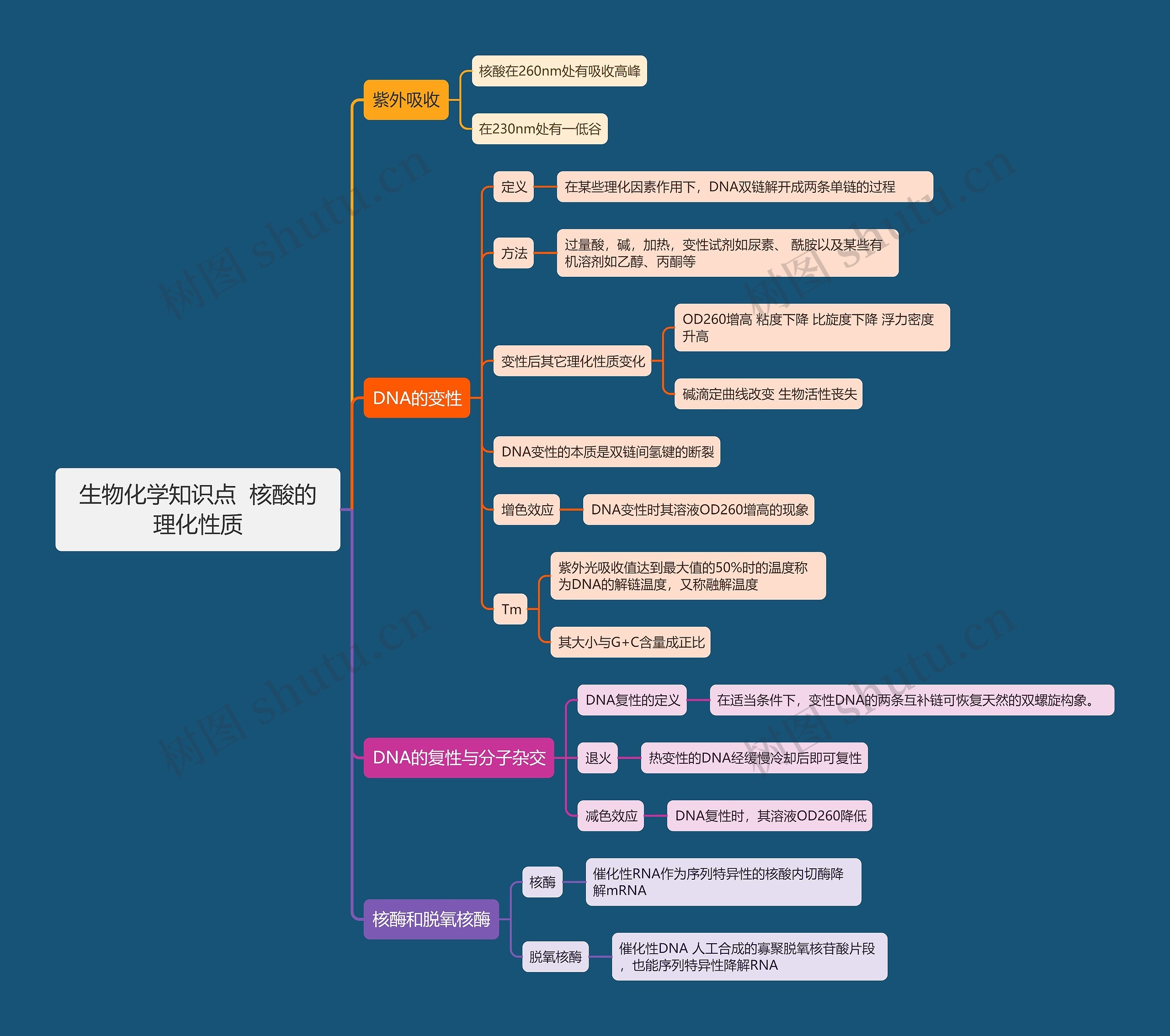  生物化学知识点  核酸的理化性质思维导图