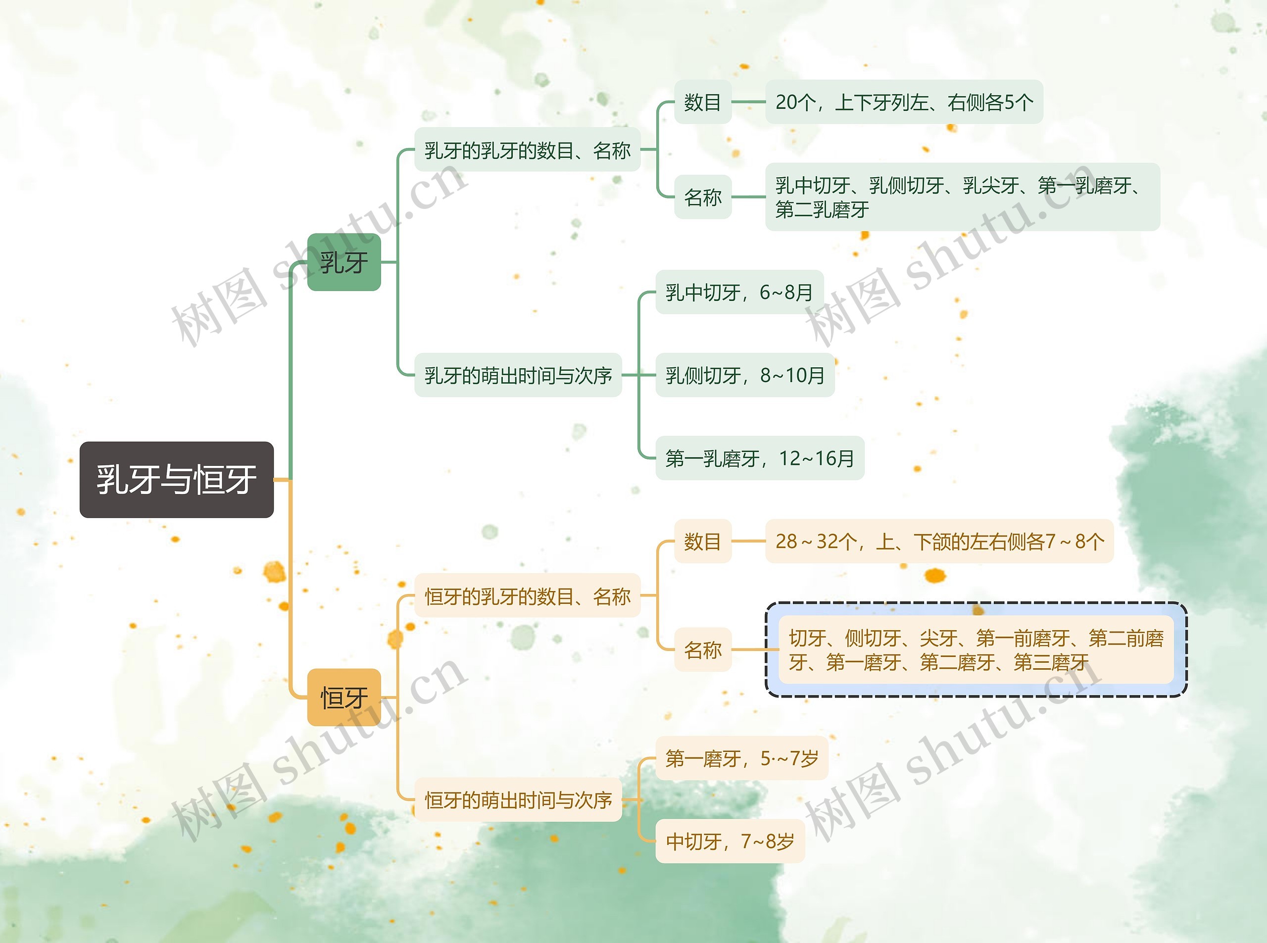 医学知识乳牙与恒牙思维导图