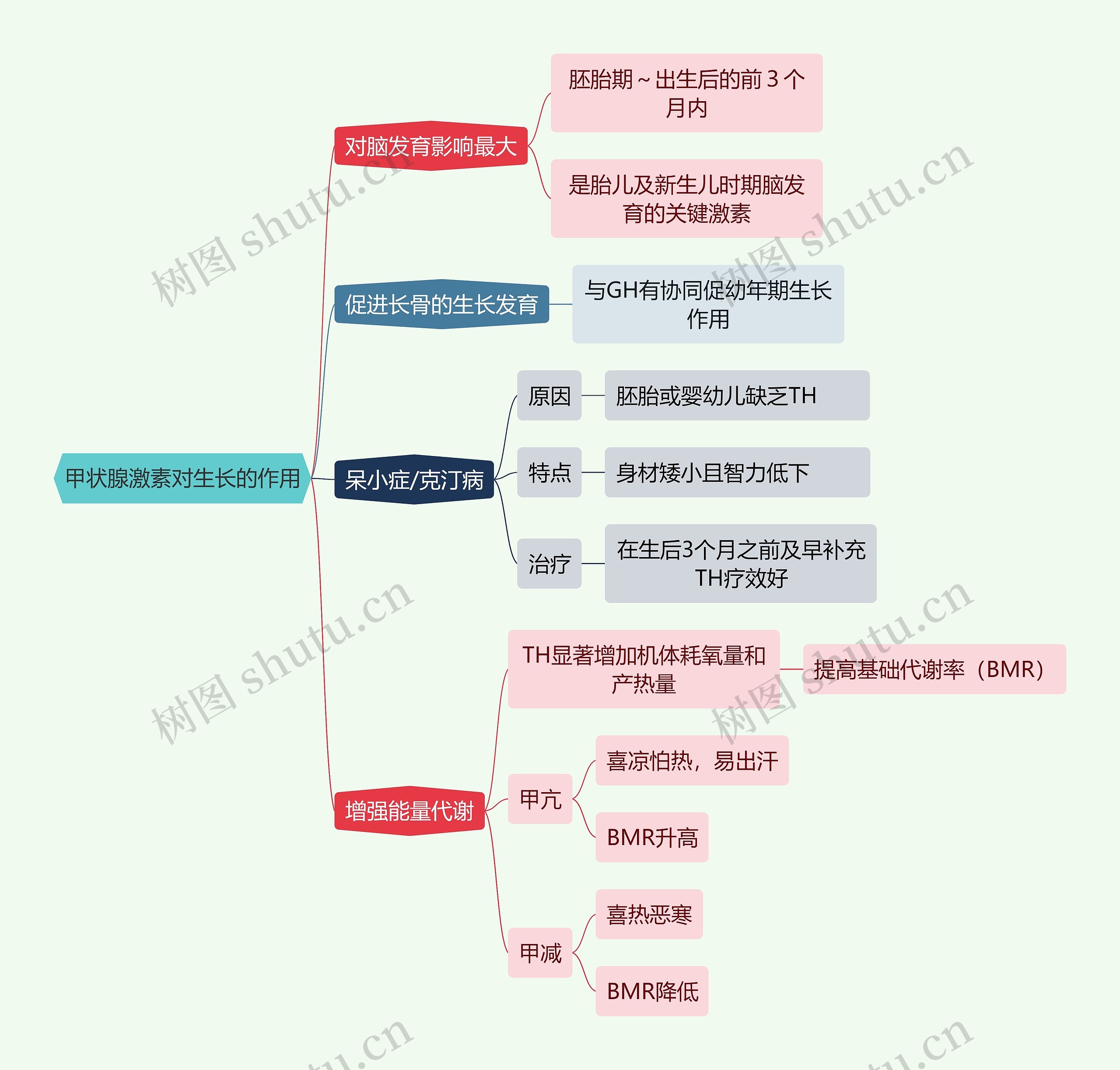 医学知识甲状腺激素对生长的作用思维导图