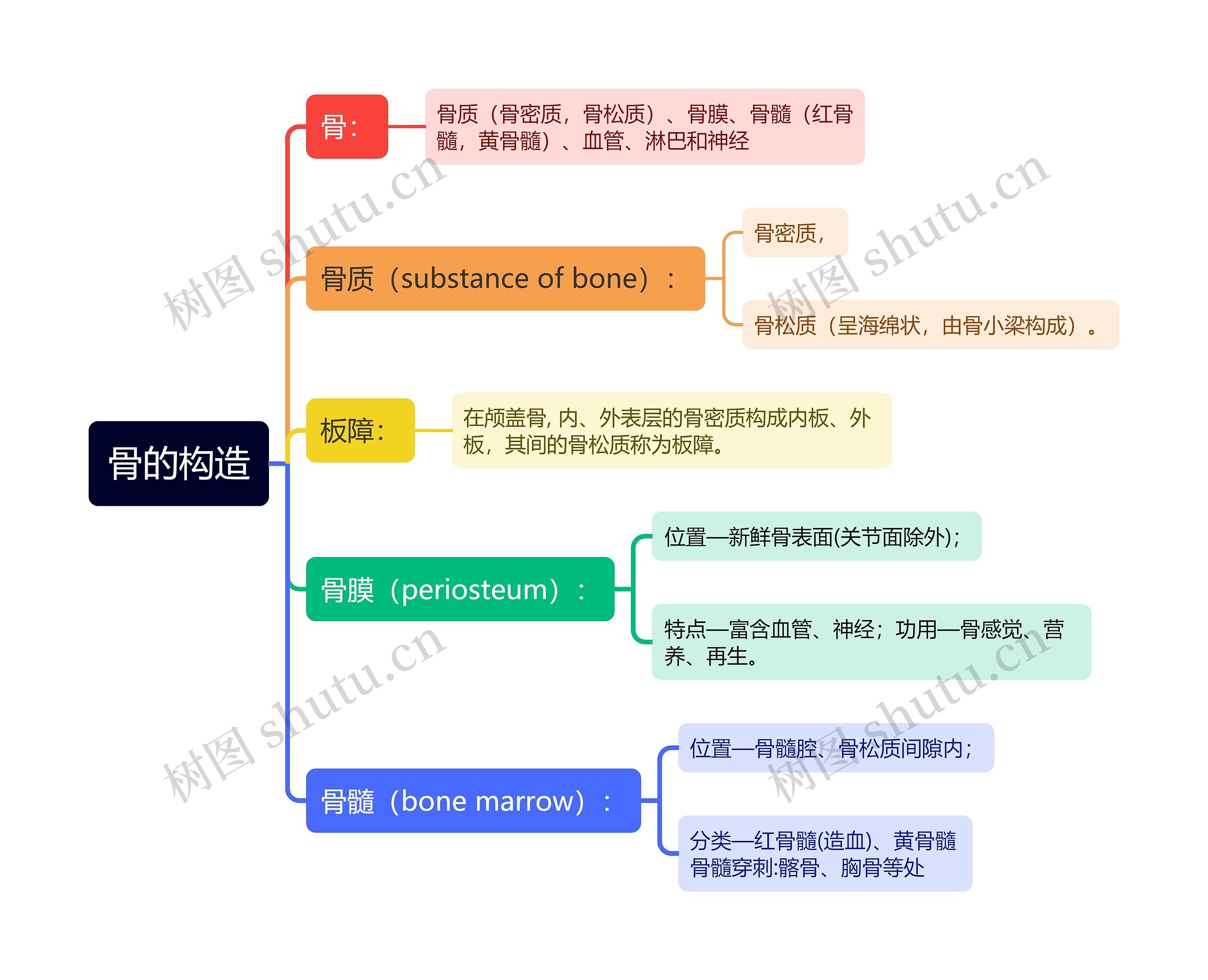 骨的构造思维导图