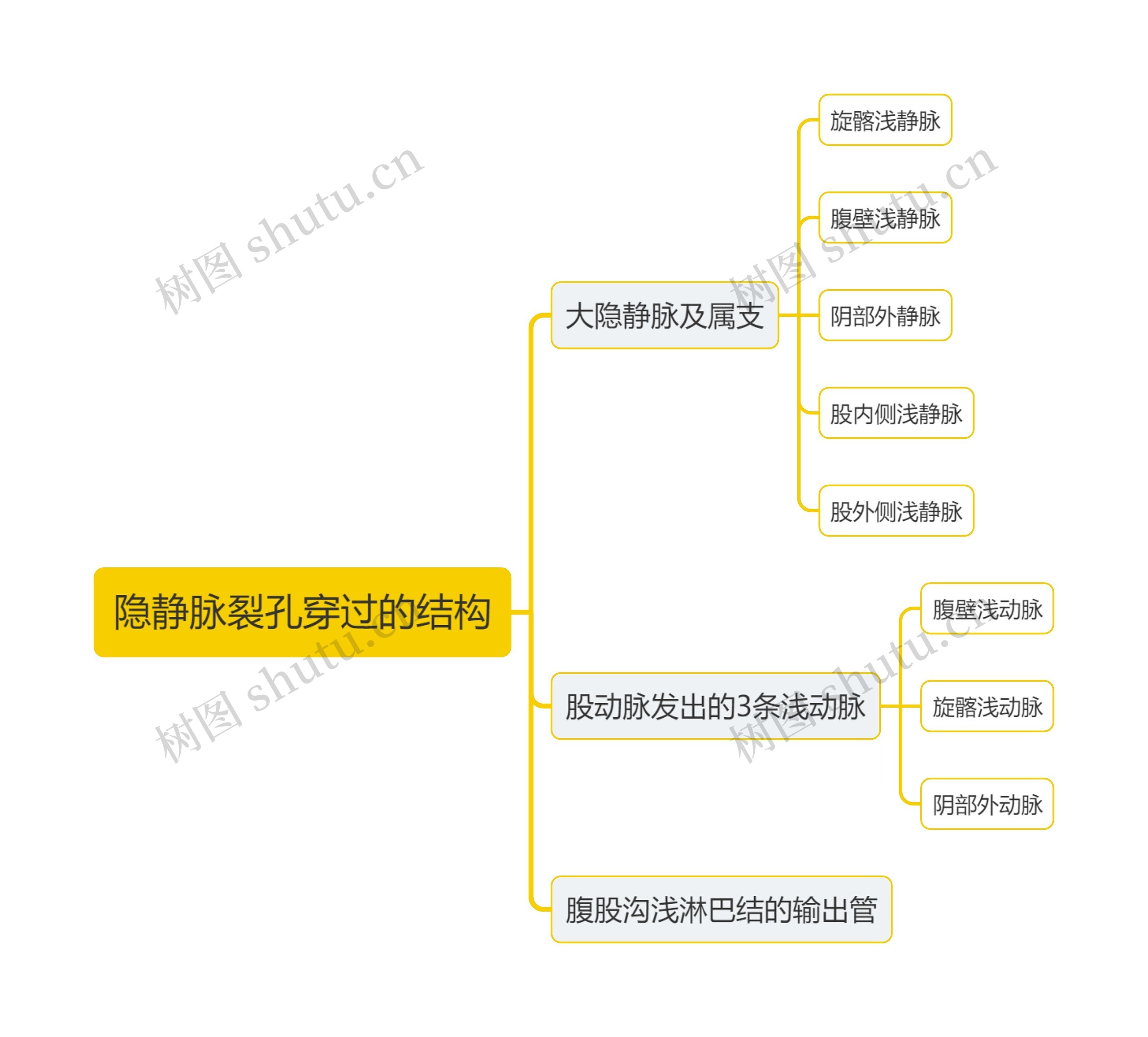 医学隐静脉裂孔穿过的结构思维导图