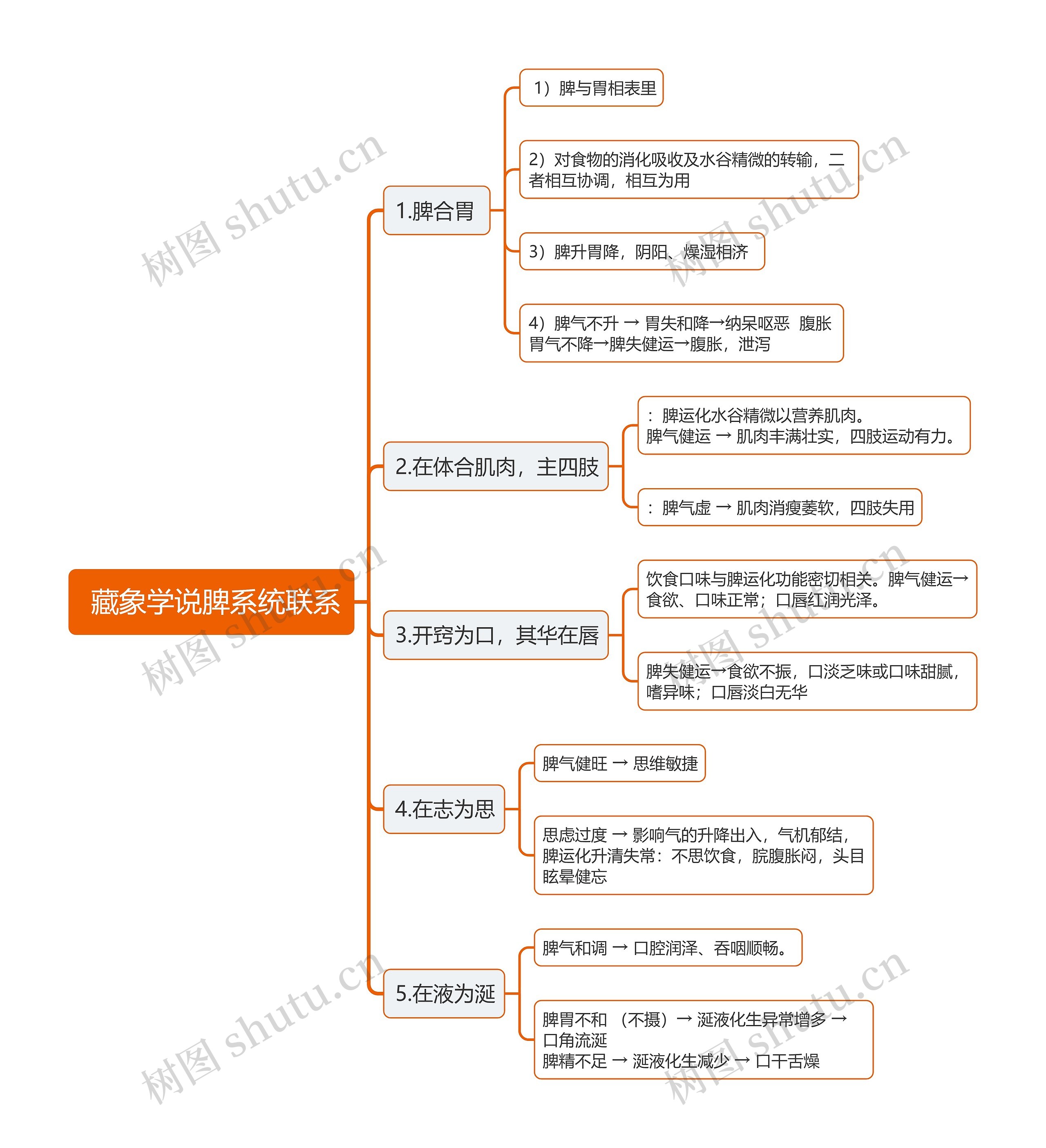  藏象学说脾系统联系思维导图