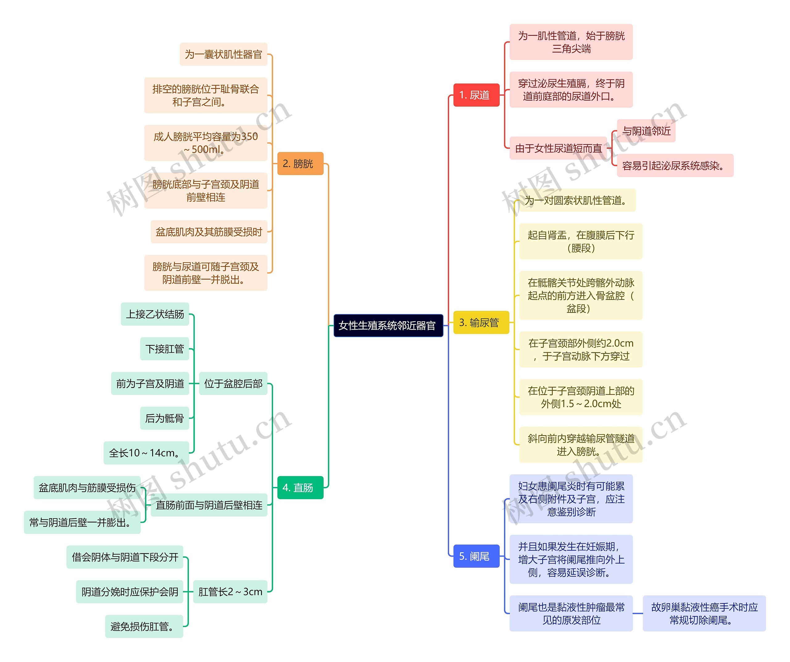 医学知识女性生殖系统邻近器官 思维导图