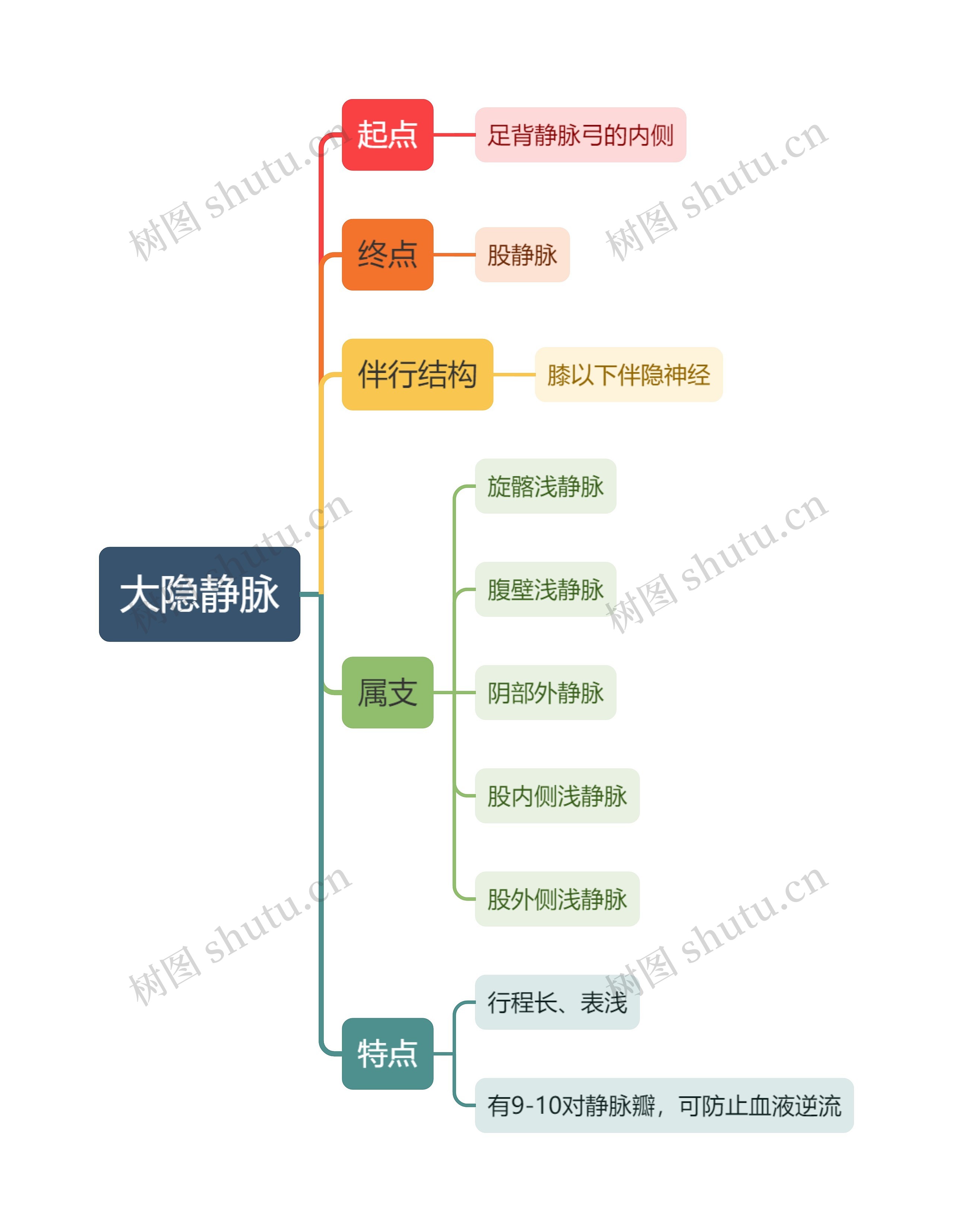 医学大隐静脉思维导图