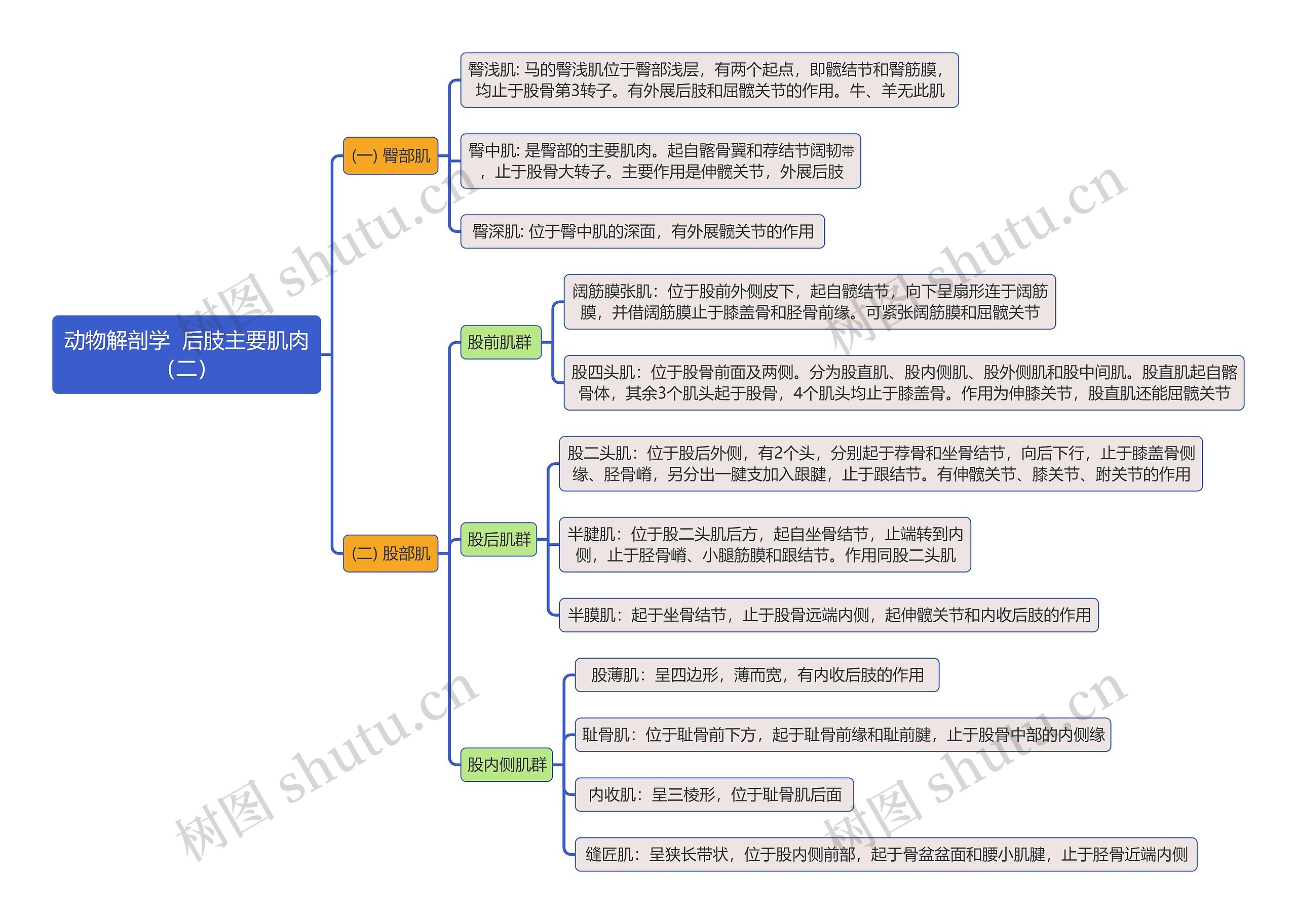 《动物解剖学  后肢主要肌肉（二）》思维导图