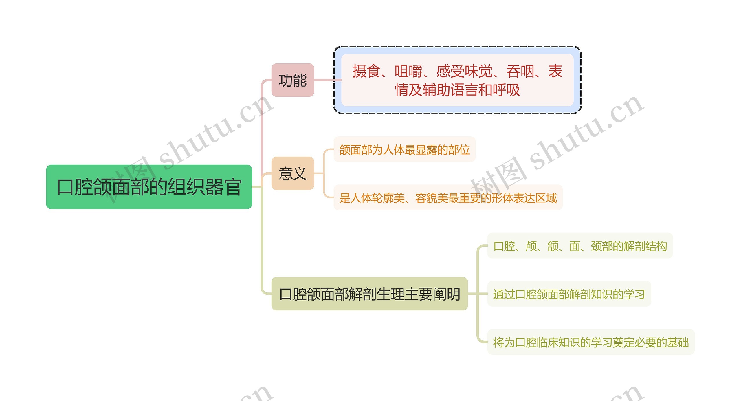 医学知识口腔颌面部的组织器官思维导图