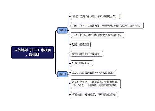 《人体解剖（十二）腹横肌、腹直肌》思维导图