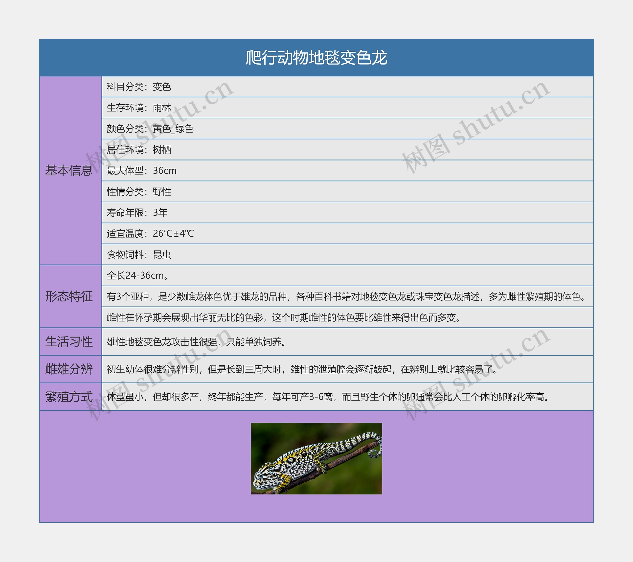 爬行动物地毯变色龙思维导图