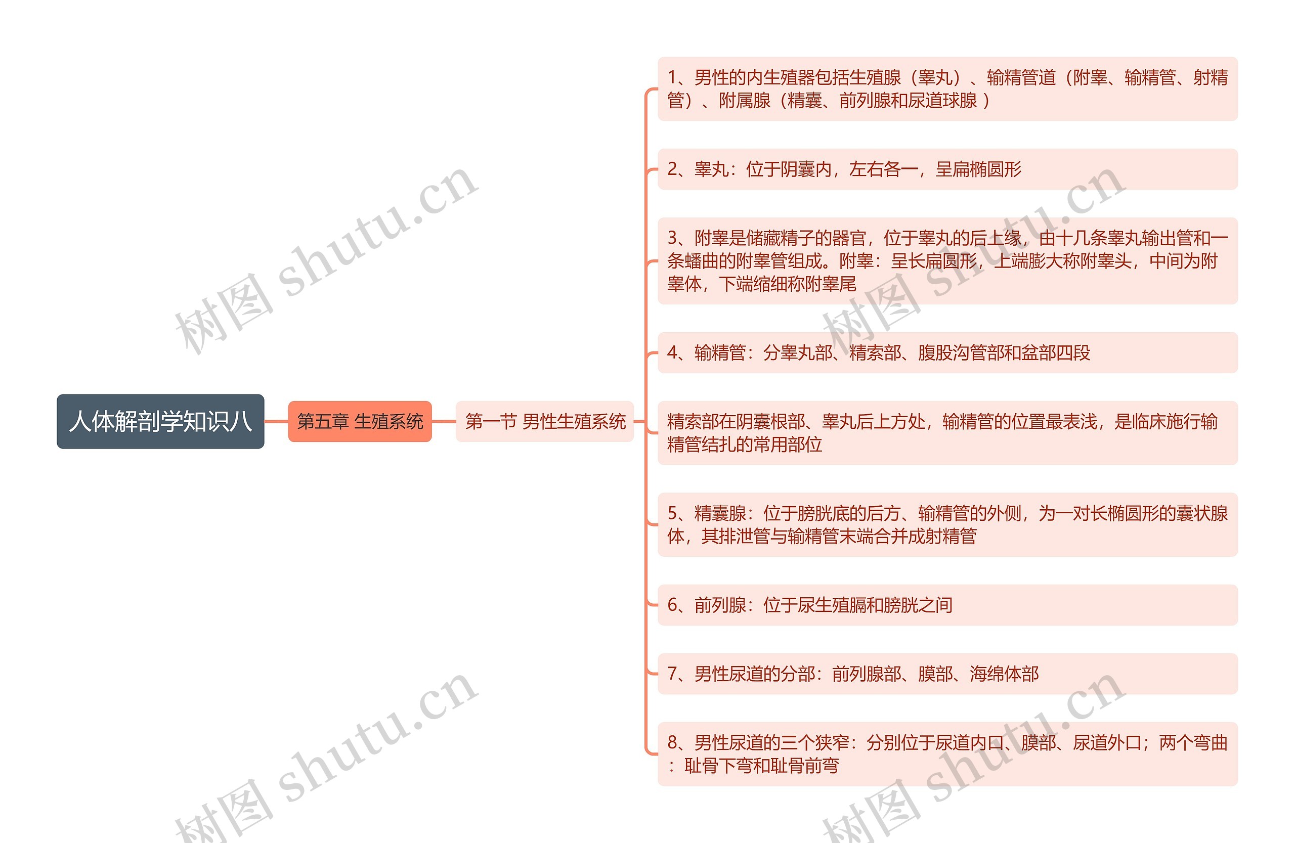 《人体解剖学知识八 男性生殖系统》思维导图