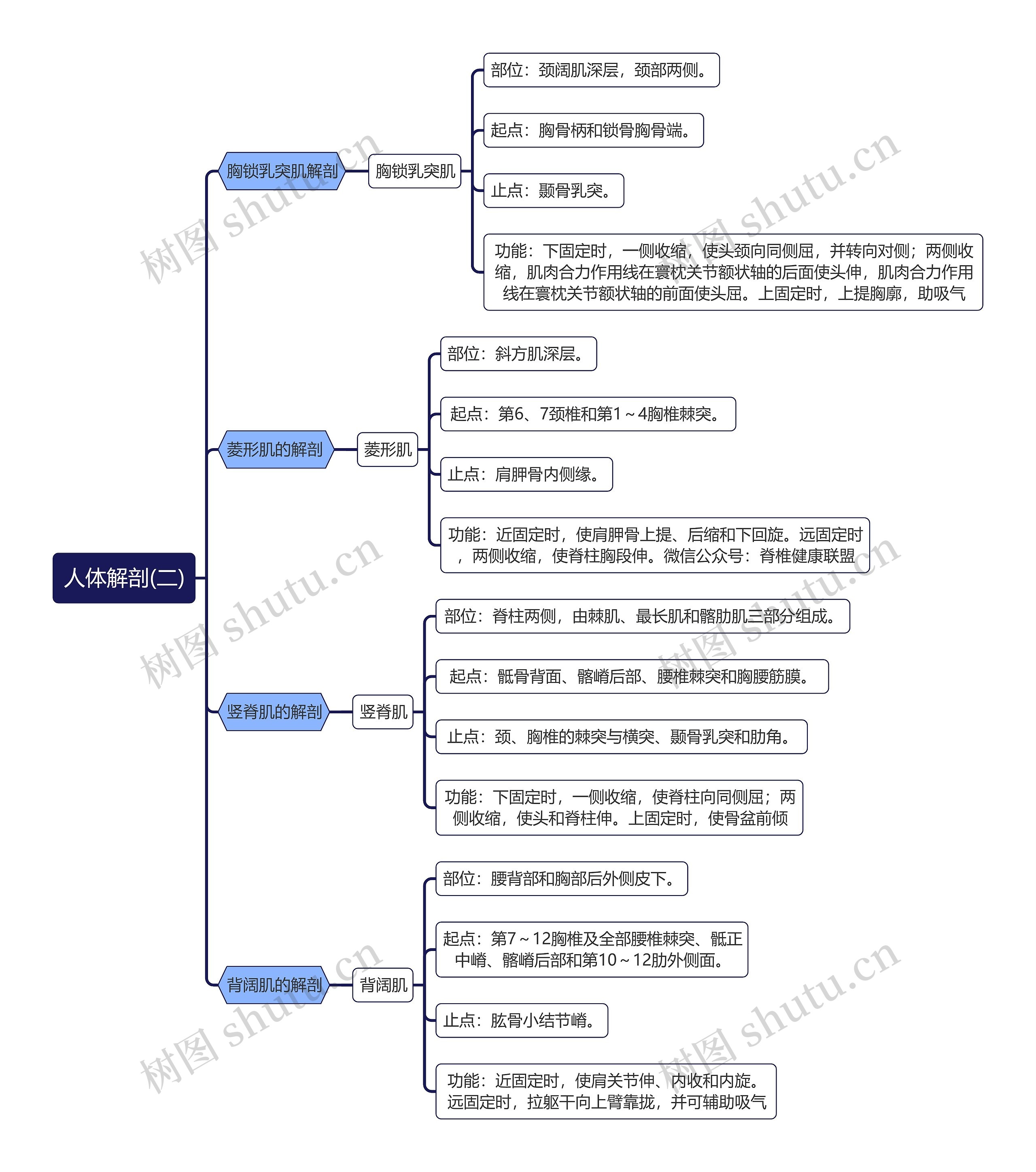 《人体解剖(二)》胸锁乳突肌的解剖 思维导图