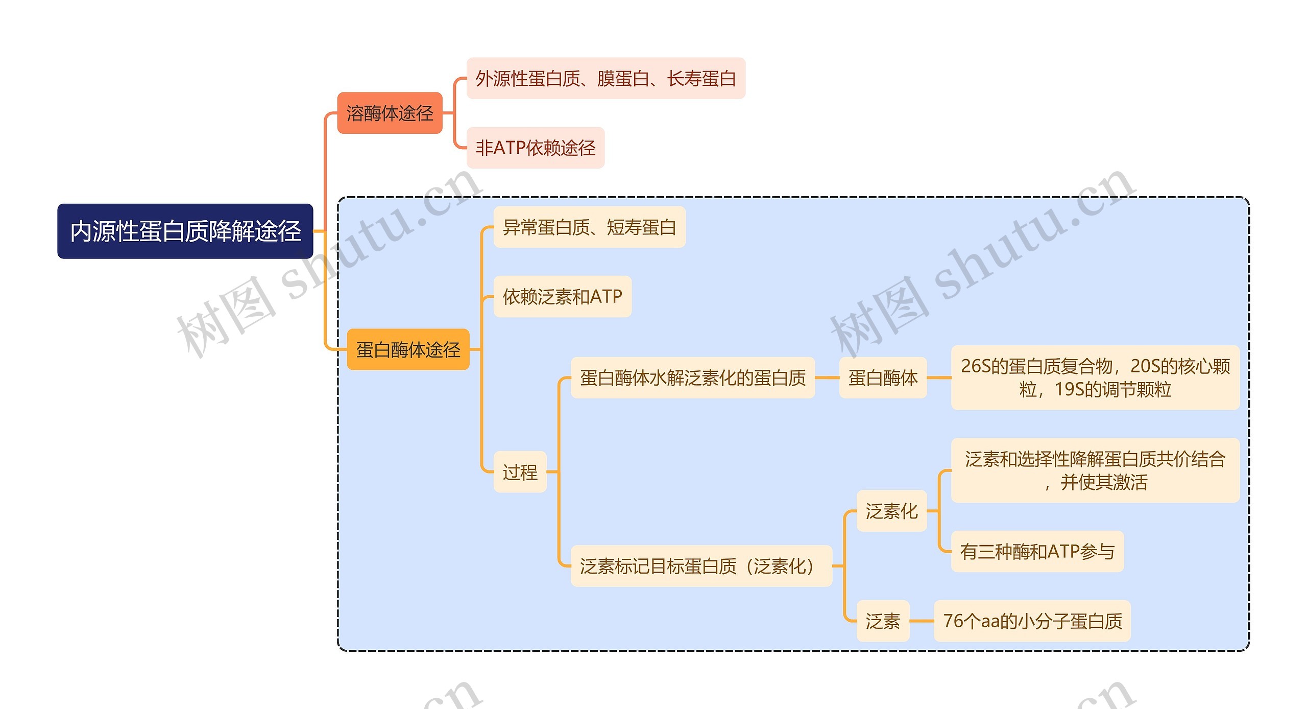 医学知识内源性蛋白质降解途径思维导图