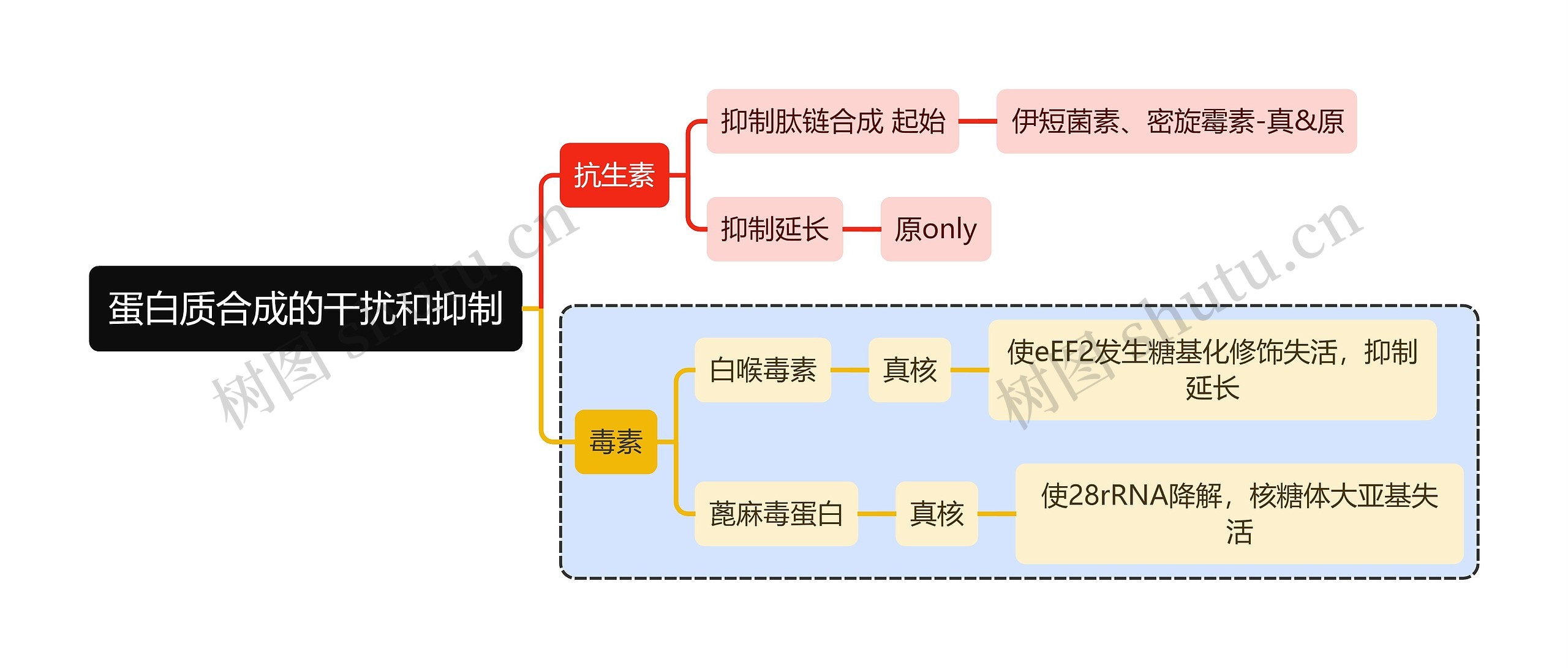 医学知识蛋白质合成的干扰和抑制思维导图