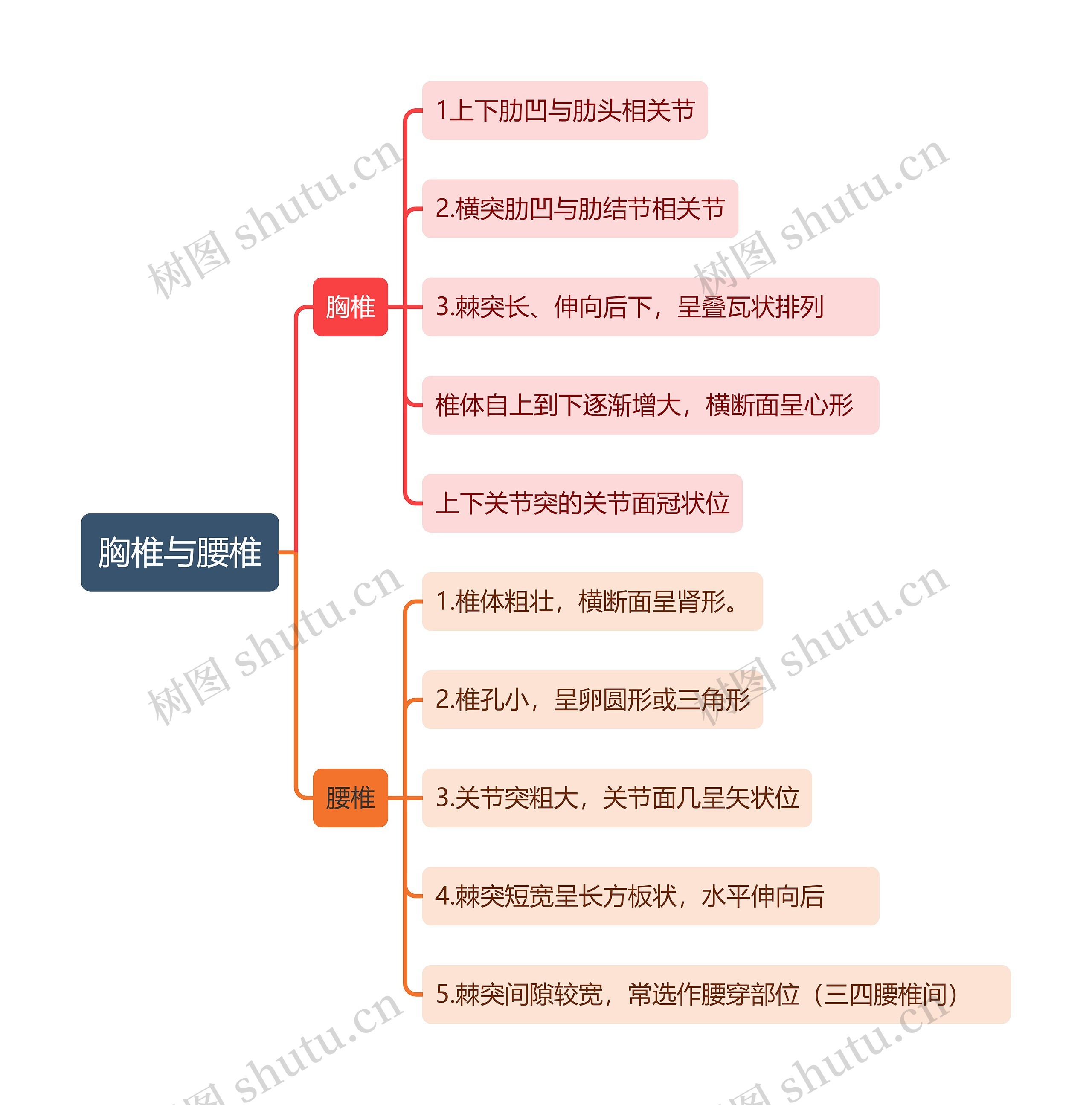 胸椎与腰椎思维导图