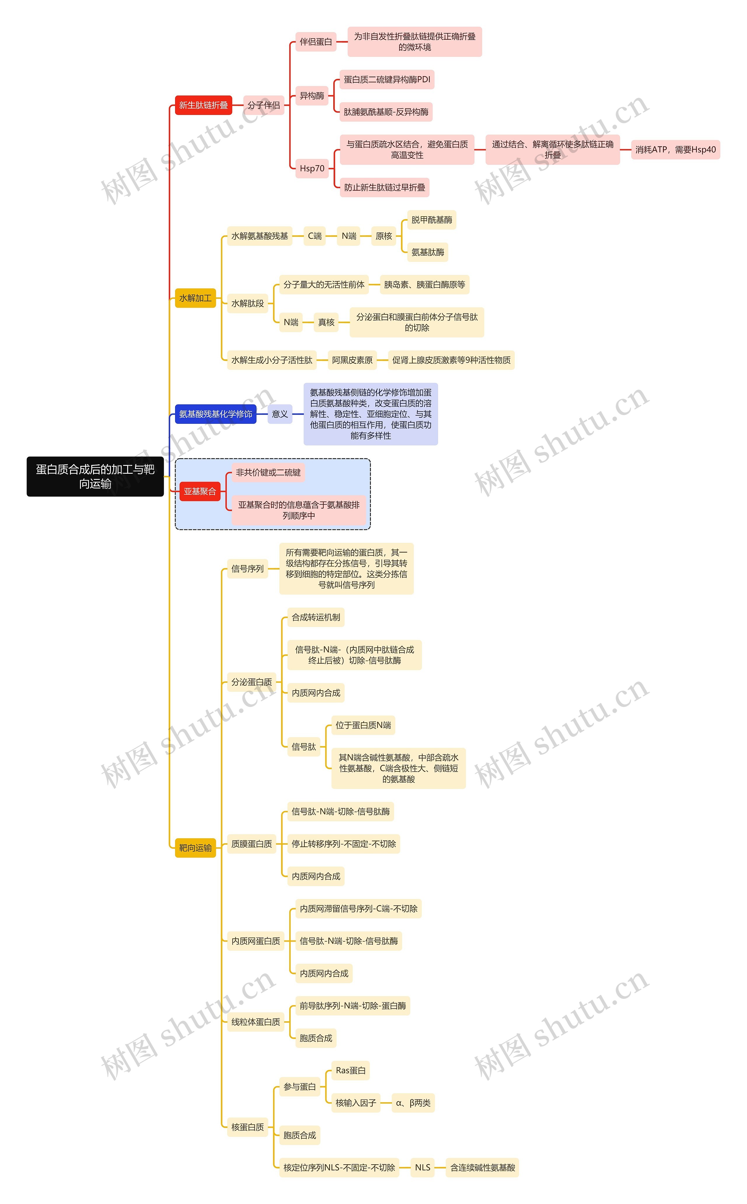 医学知识蛋白质合成后的加工与靶向运输思维导图