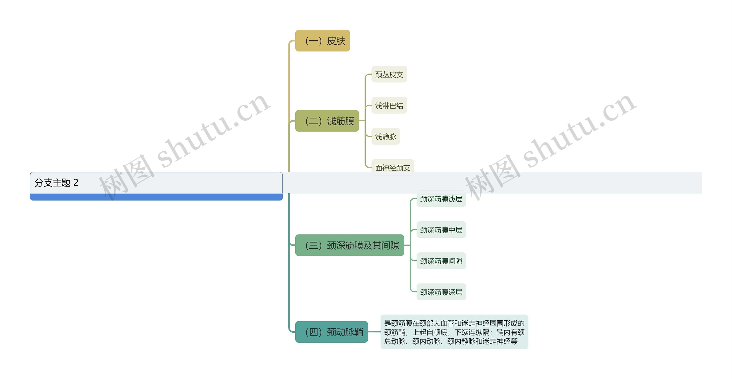 《局部解剖学》第二章第二节：颈部层次结构思维导图