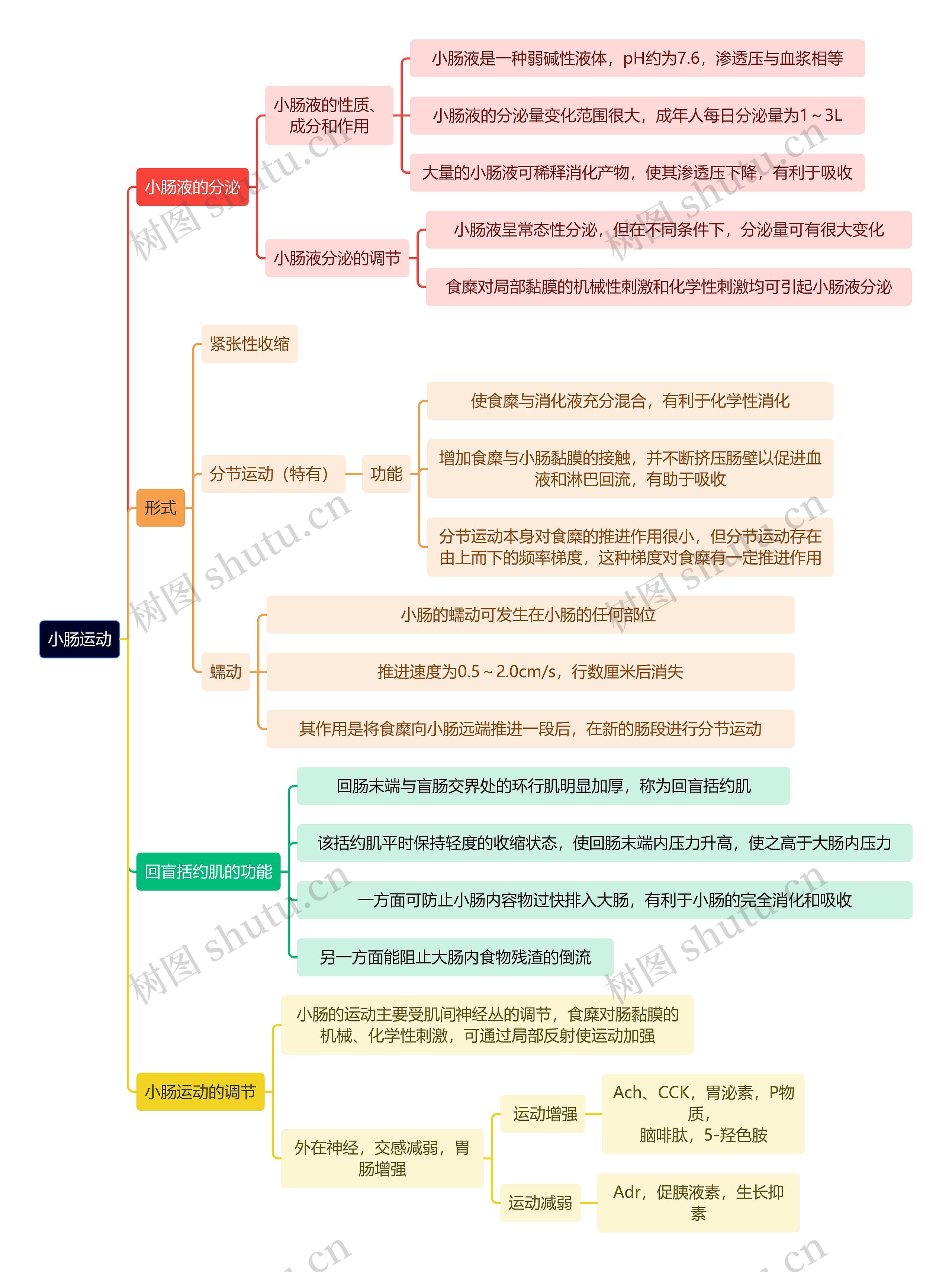 医学知识小肠运动思维导图