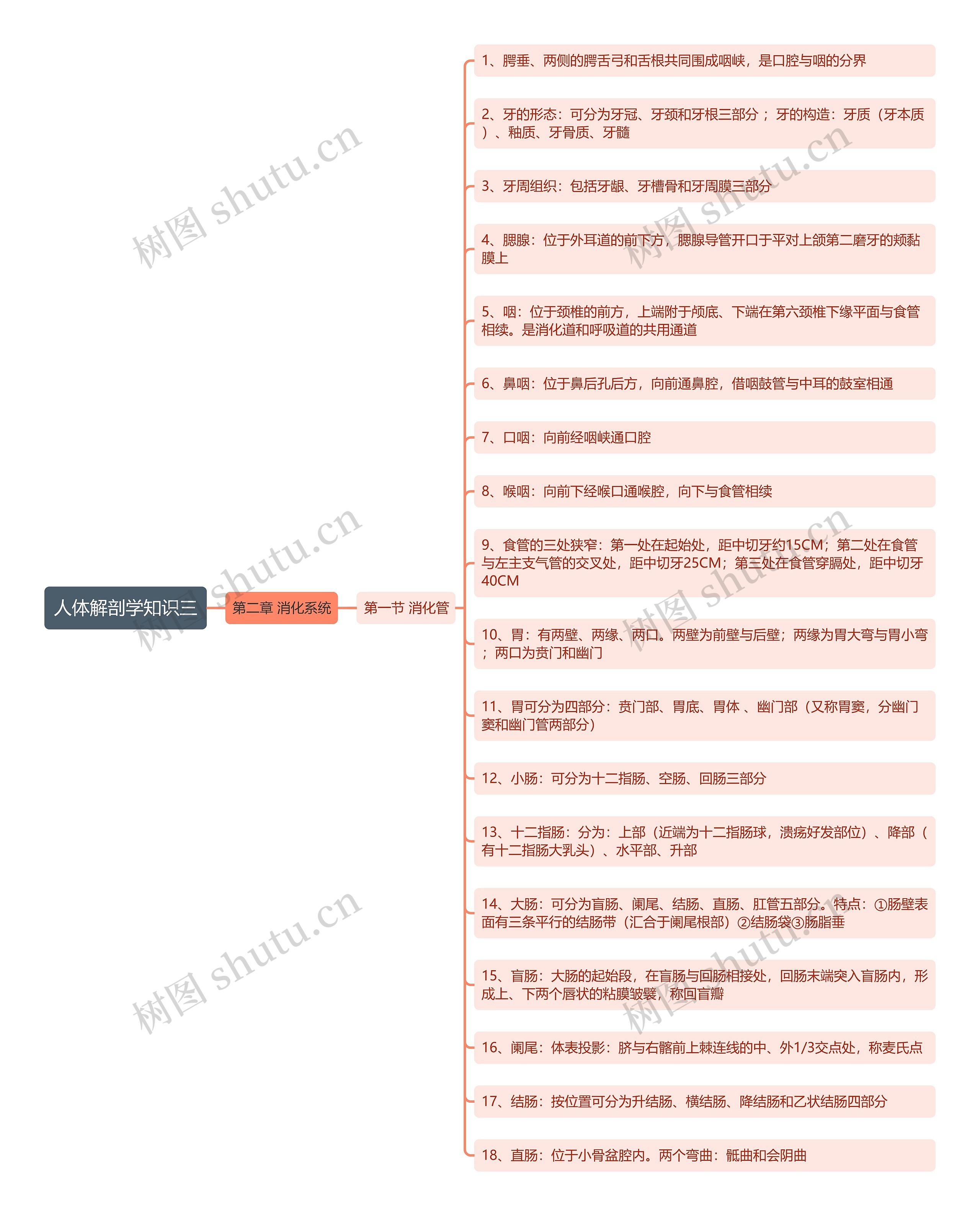 《人体解剖学知识三 消化管》思维导图