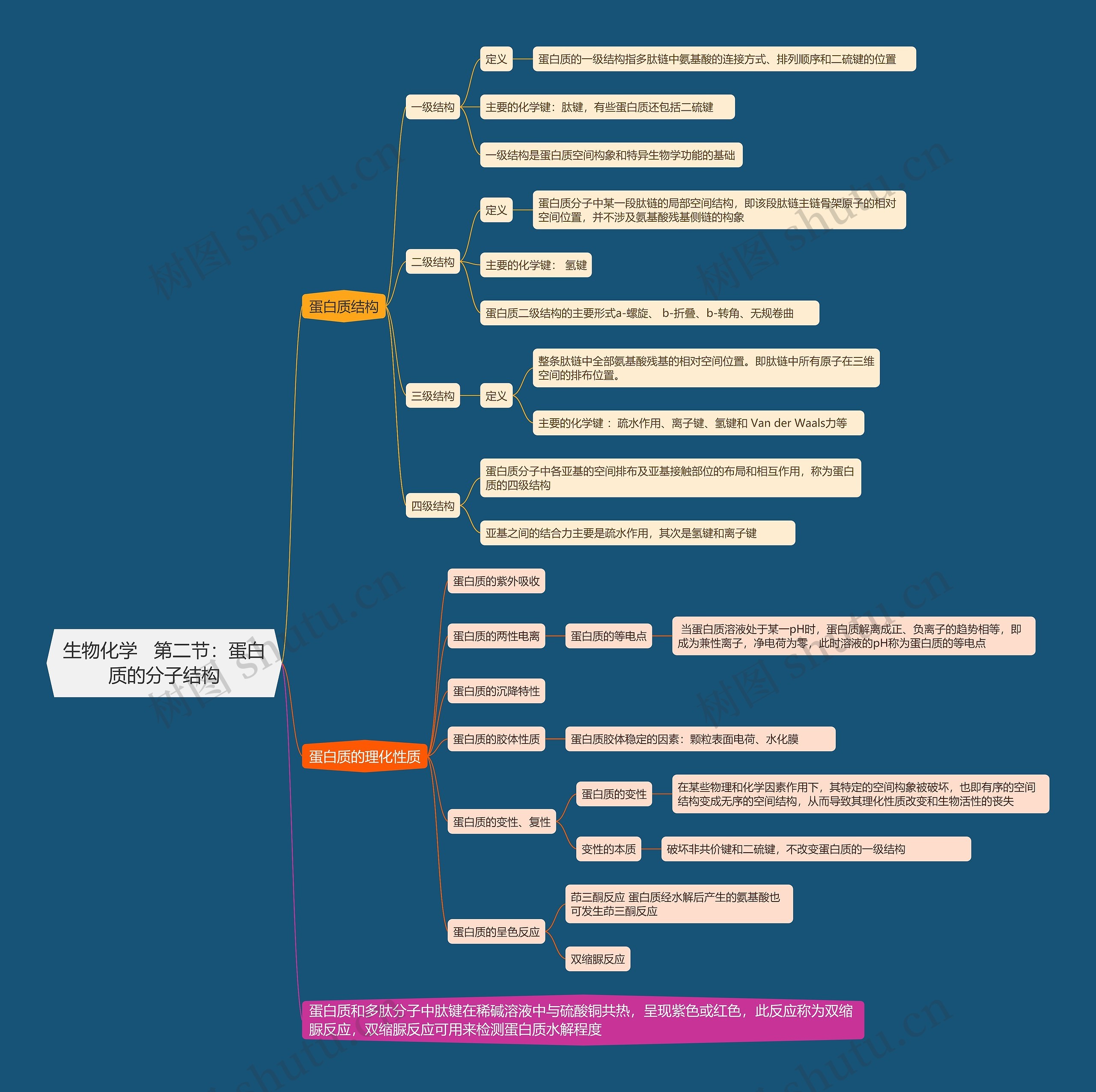 生物化学 蛋白质的分子结构思维导图