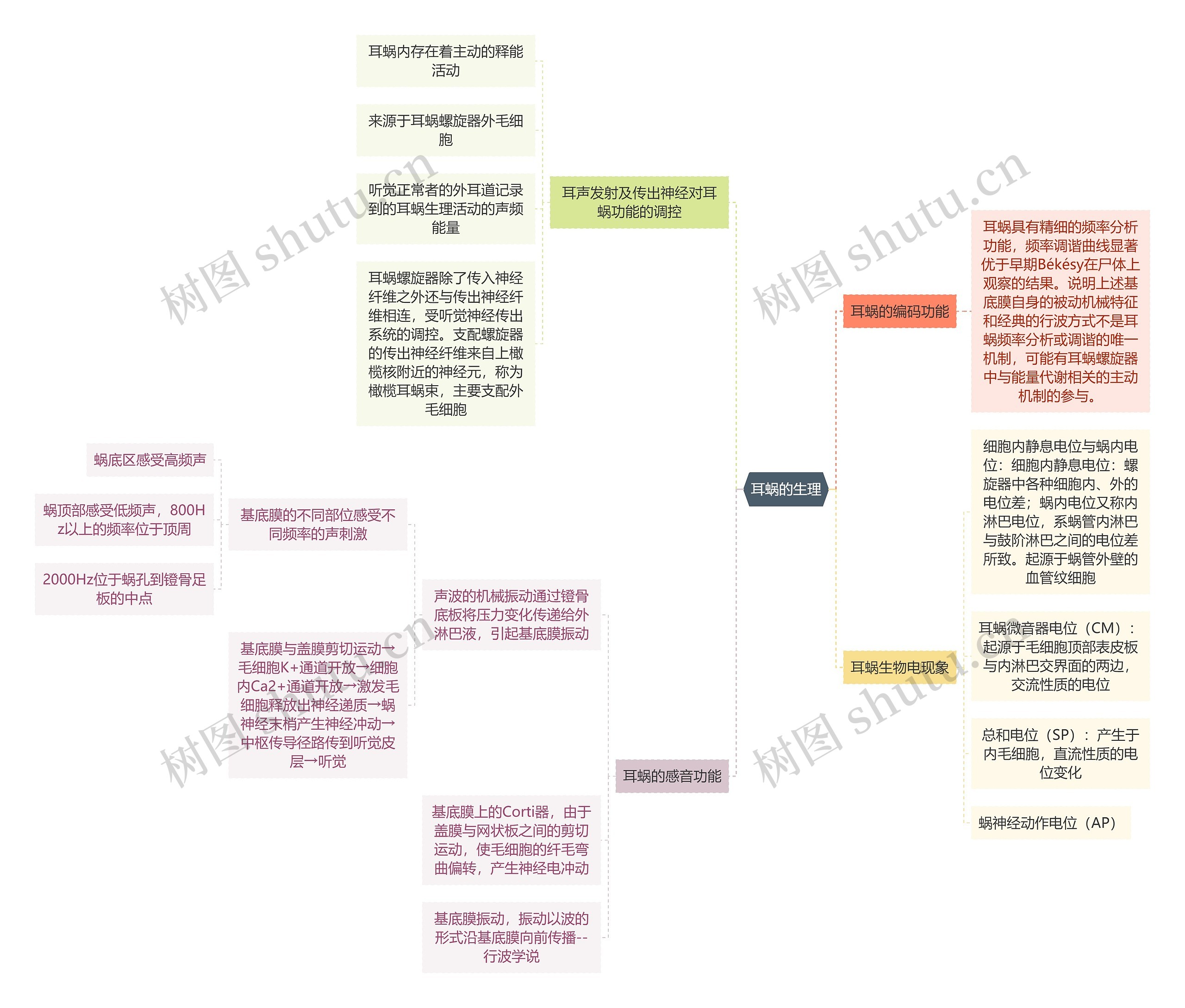 医学知识耳蜗的生理思维导图