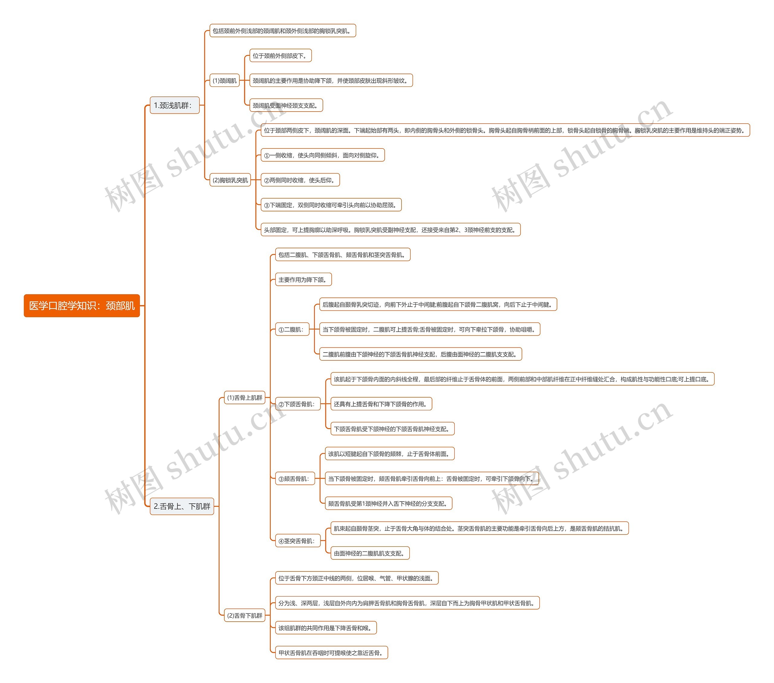 医学口腔学知识：颈部肌思维导图