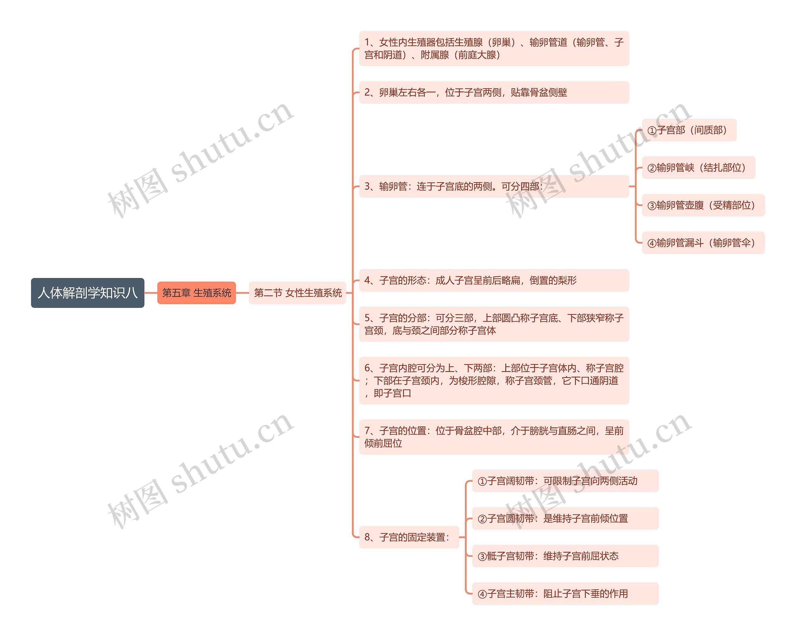 《人体解剖学知识八 女性生殖系统》思维导图