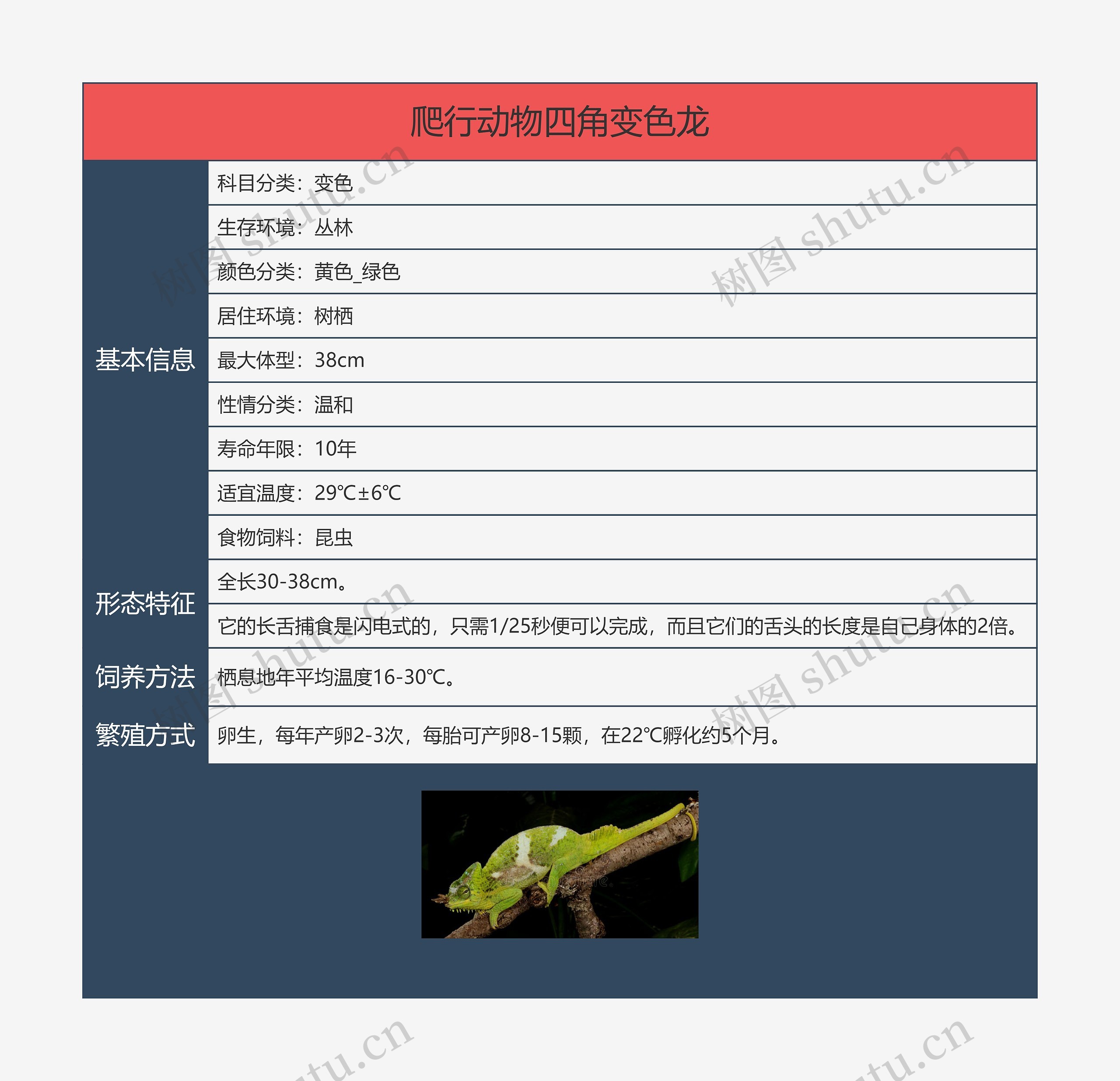 爬行动物四角变色龙思维导图