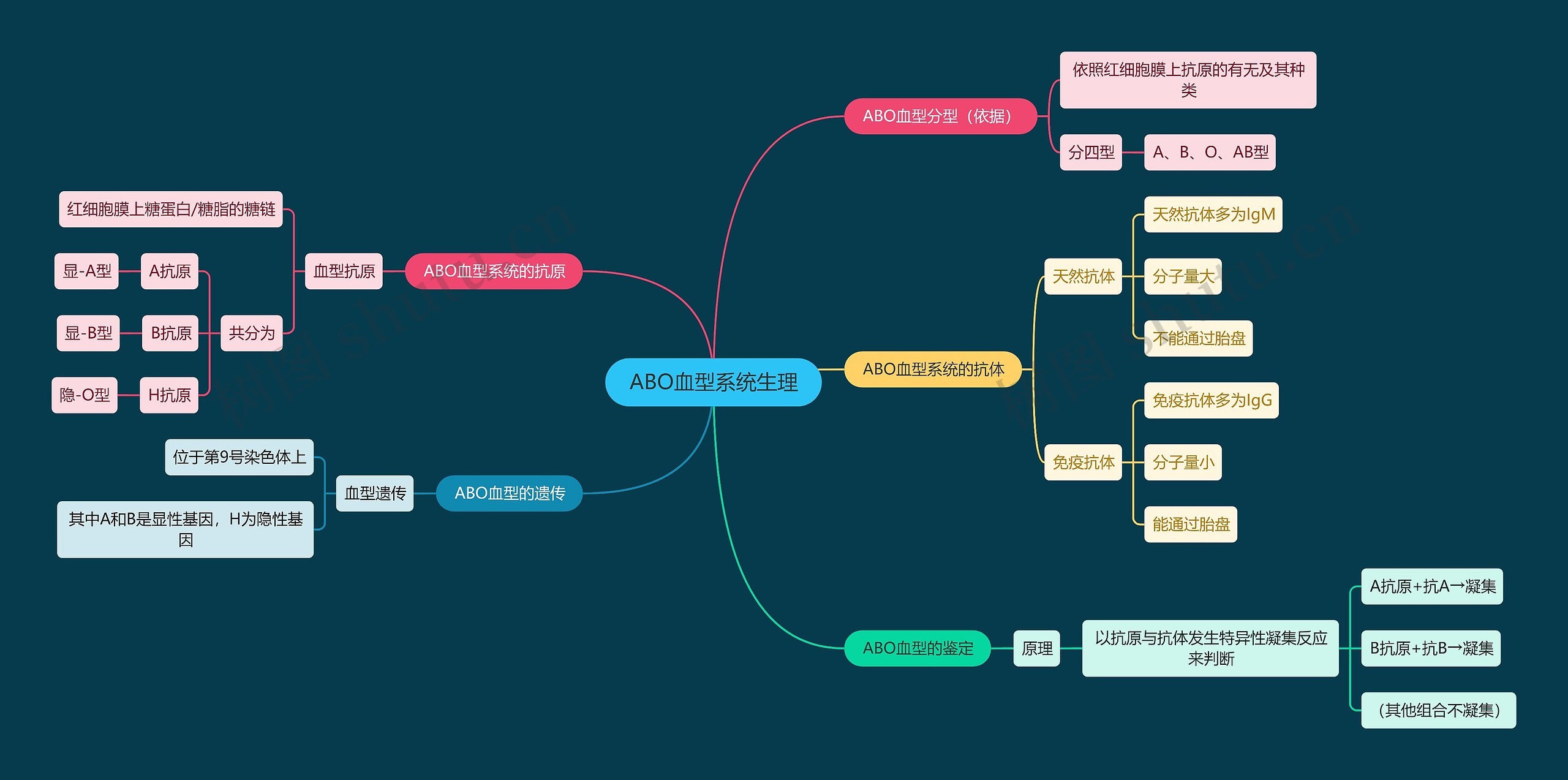 医学知识ABO血型系统生理思维导图