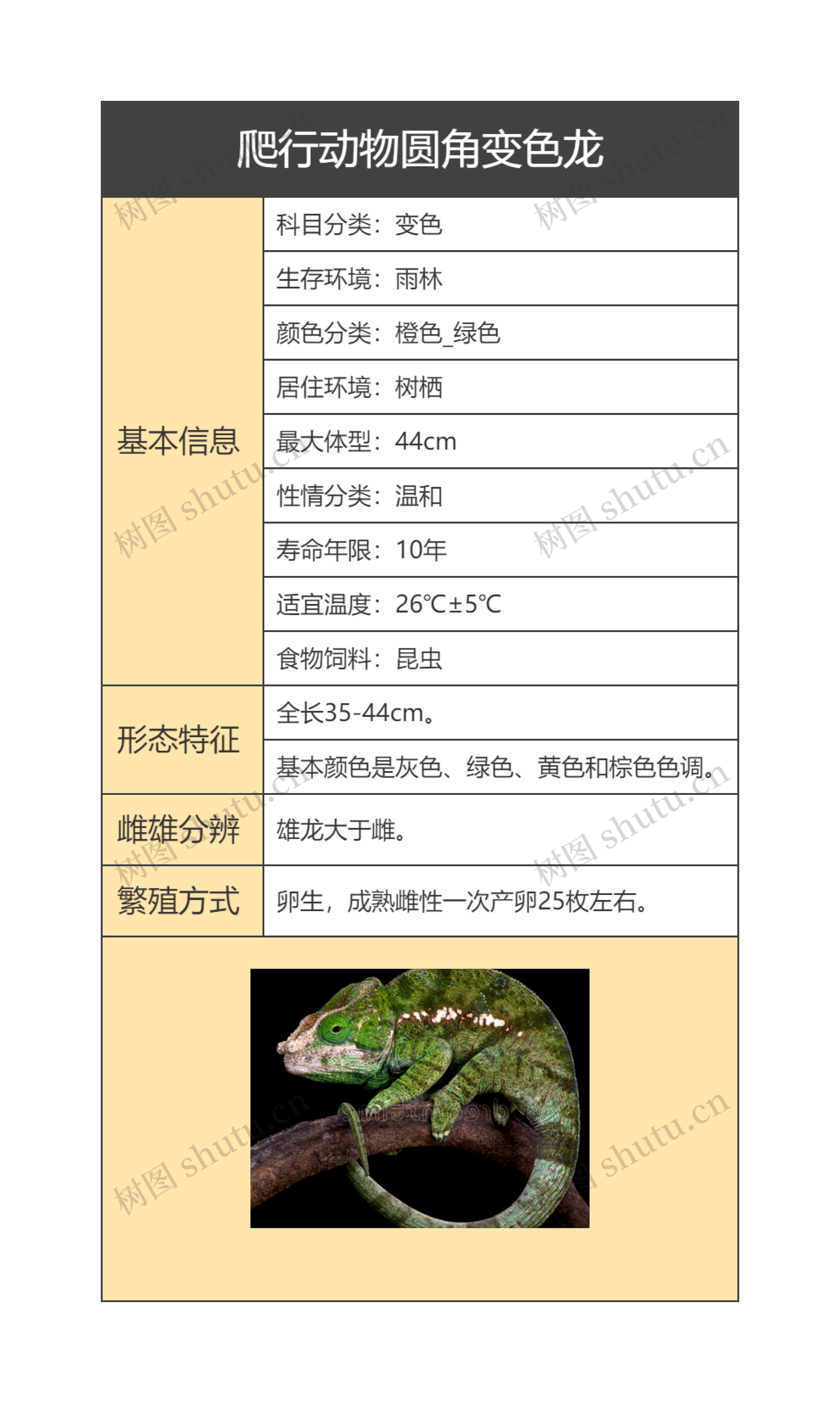 爬行动物圆角变色龙