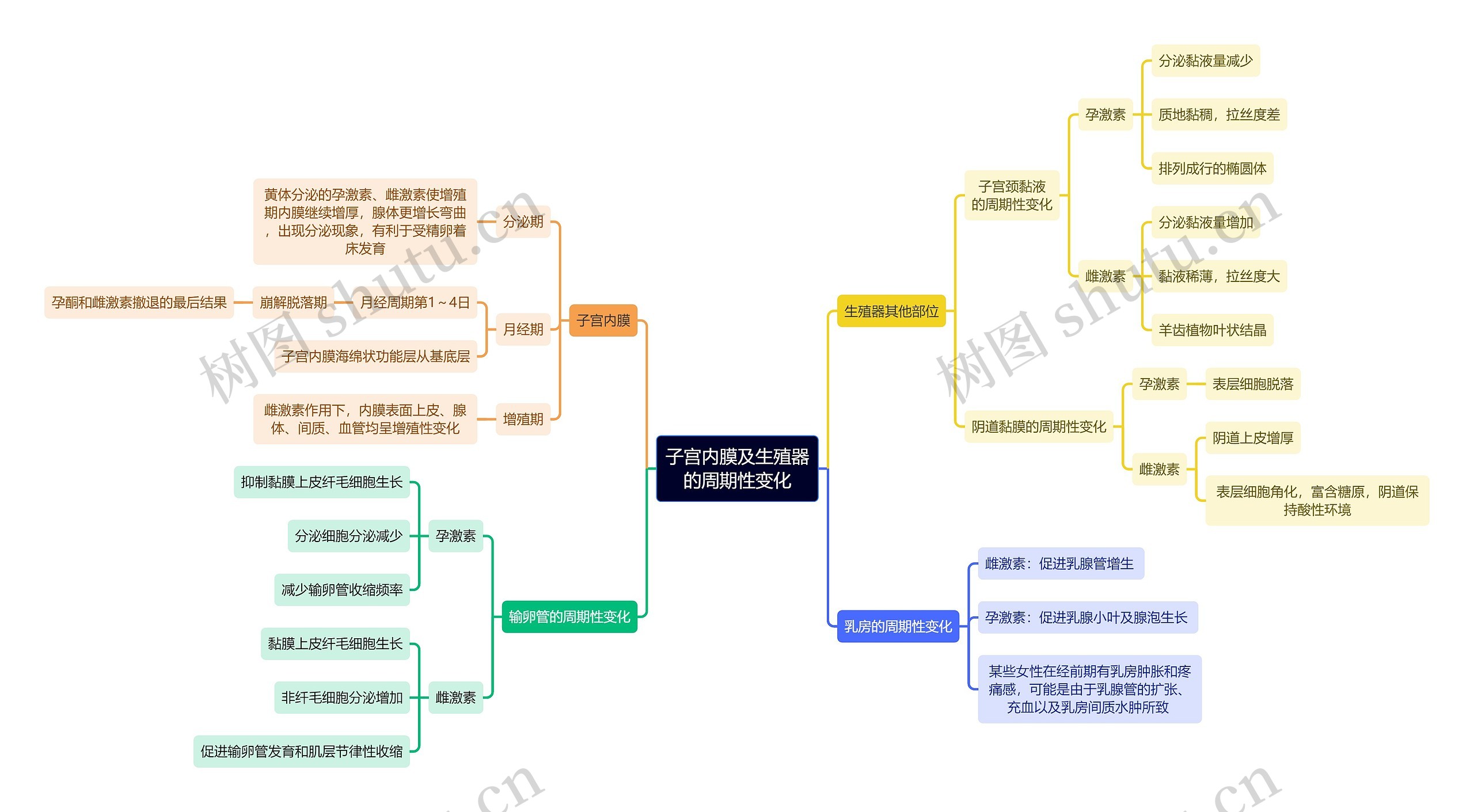 医学知识子宫内膜及生殖器的周期性变化思维导图