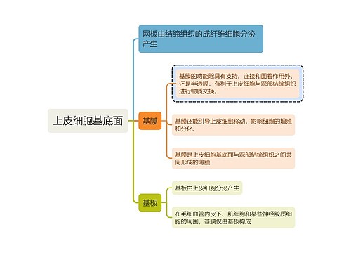 医学知识上皮细胞基底面思维导图