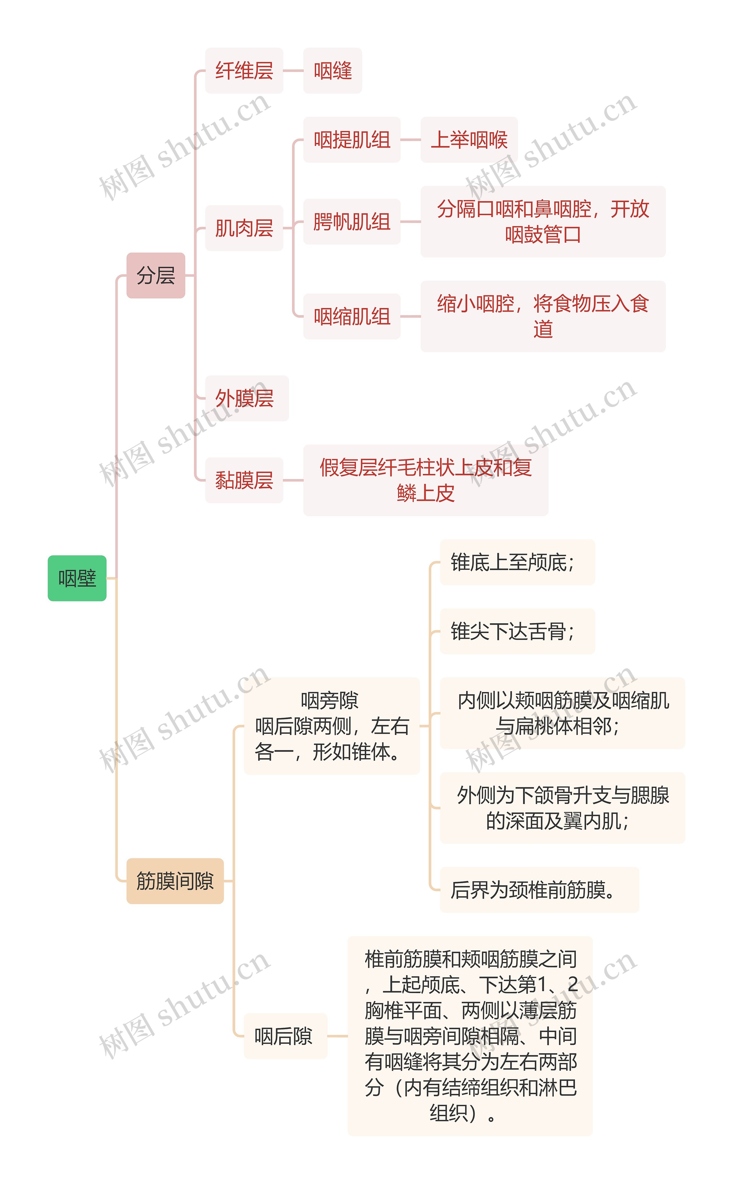 医学知识咽壁思维导图