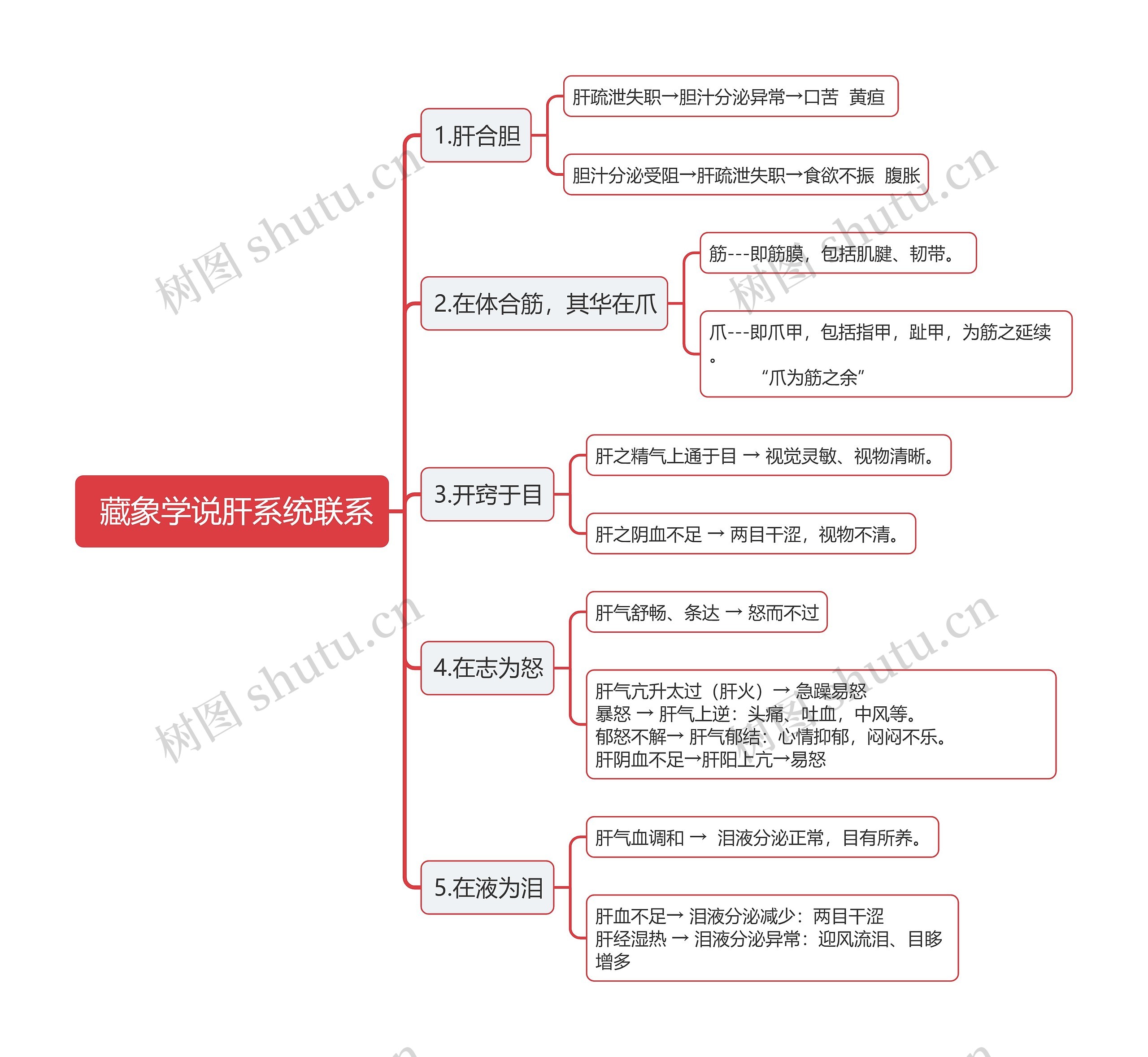  藏象学说肝系统联系思维导图